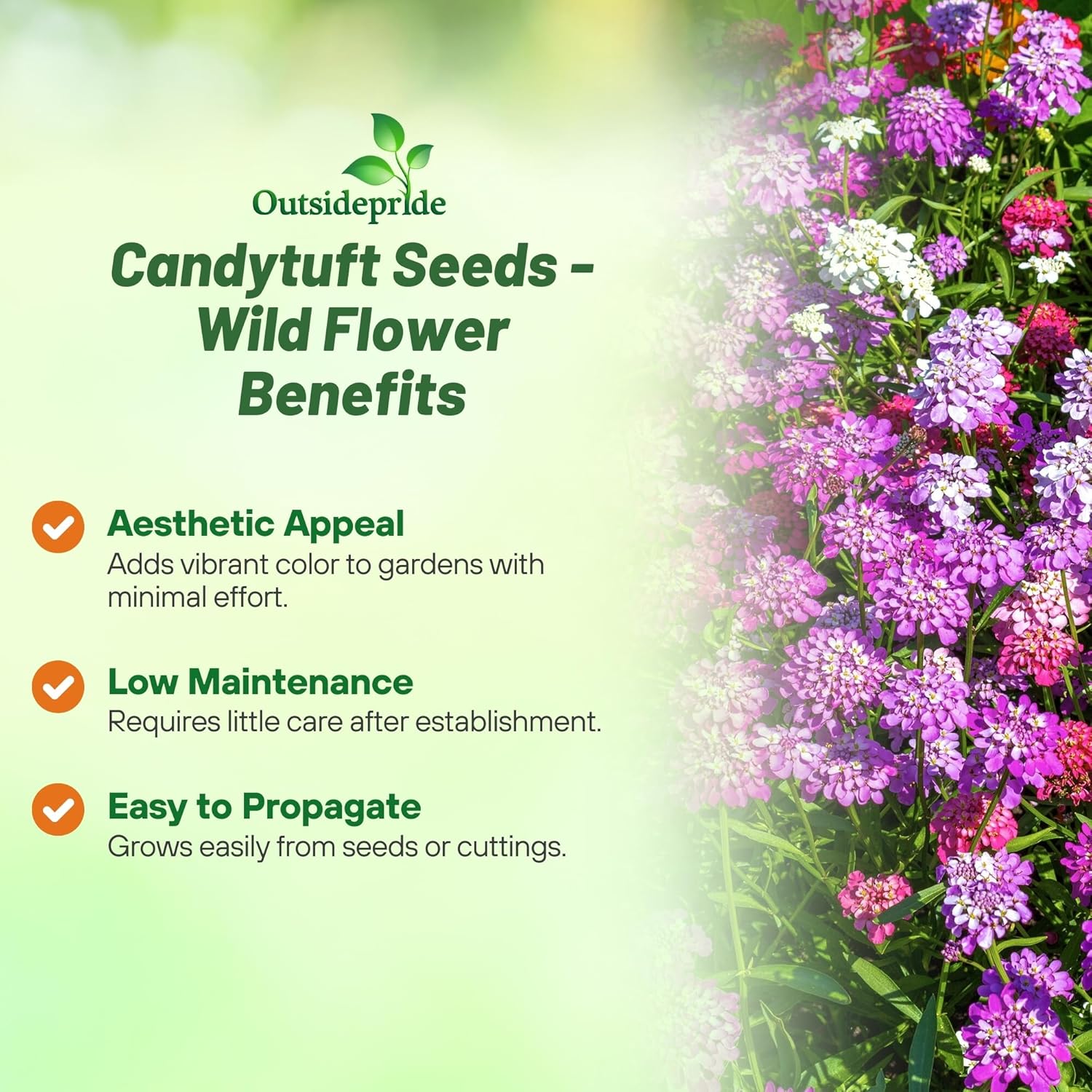 Candytuft Wild Flowering Plants