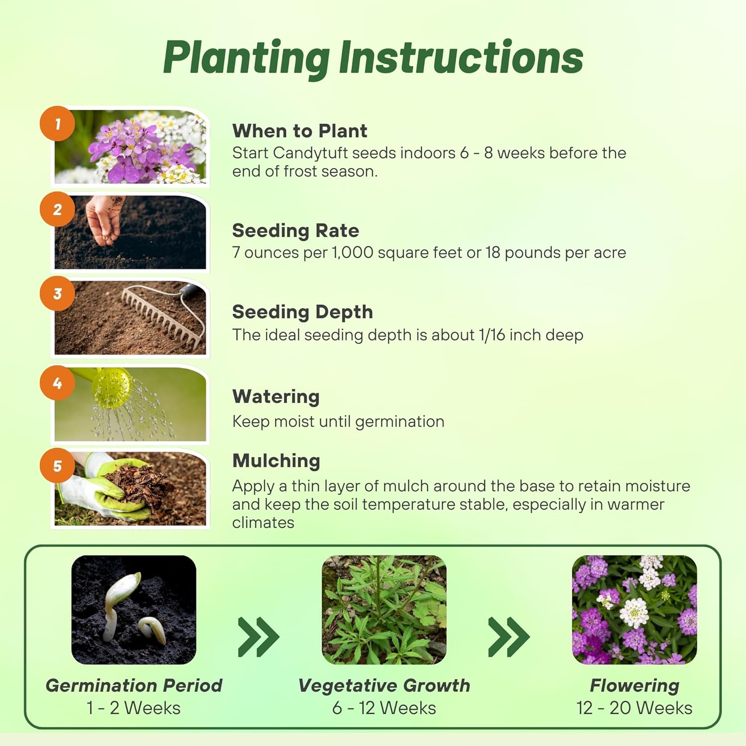 Candytuft Wild Planting Directions