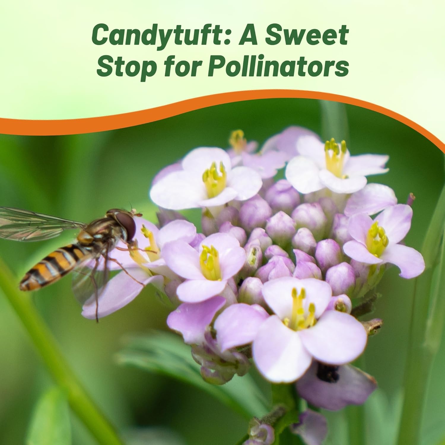 Annual Candytuft Wild Flowering Pollinator