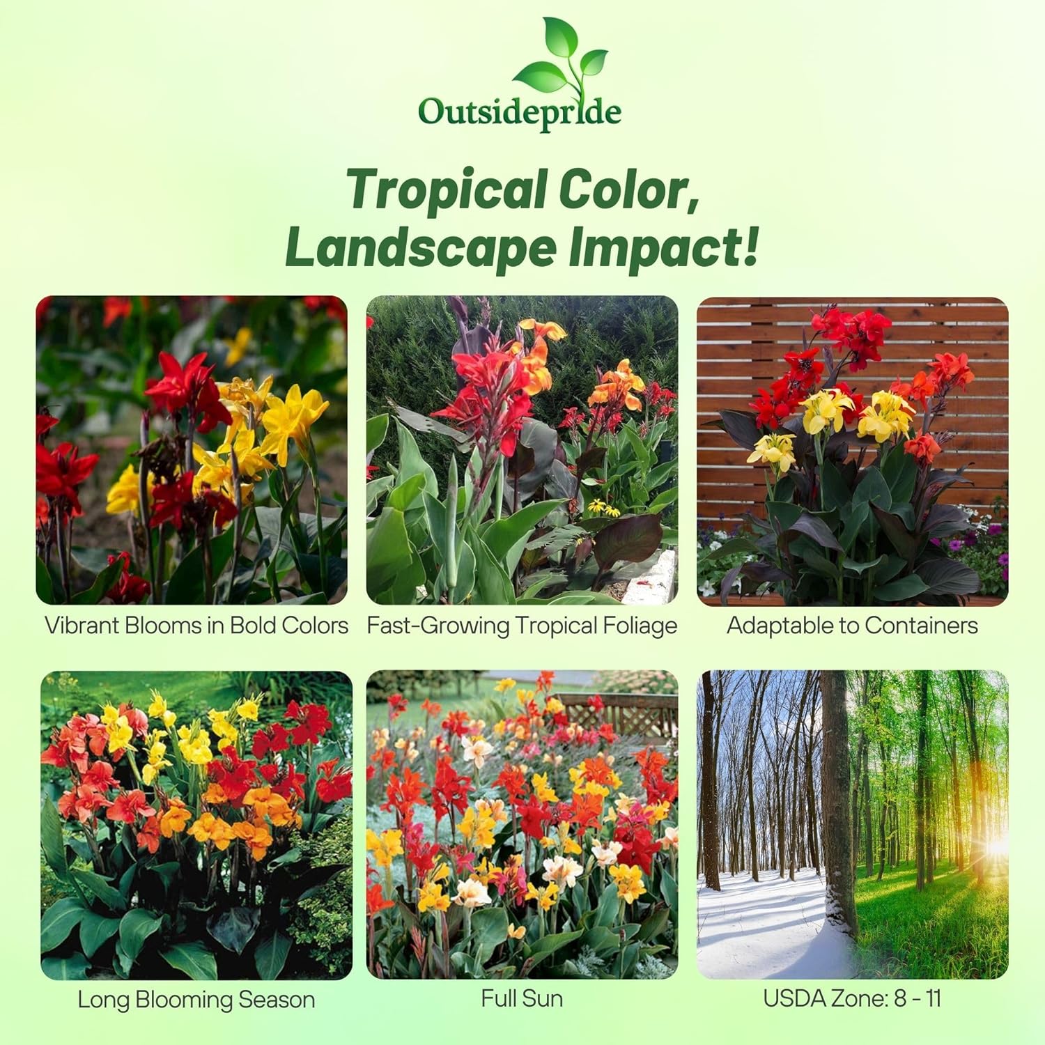 Canna Indica Flower Tropical Plants