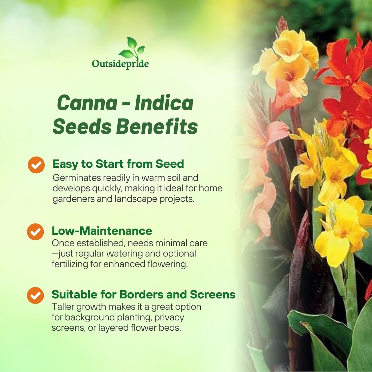 Canna Indica Flower Garden