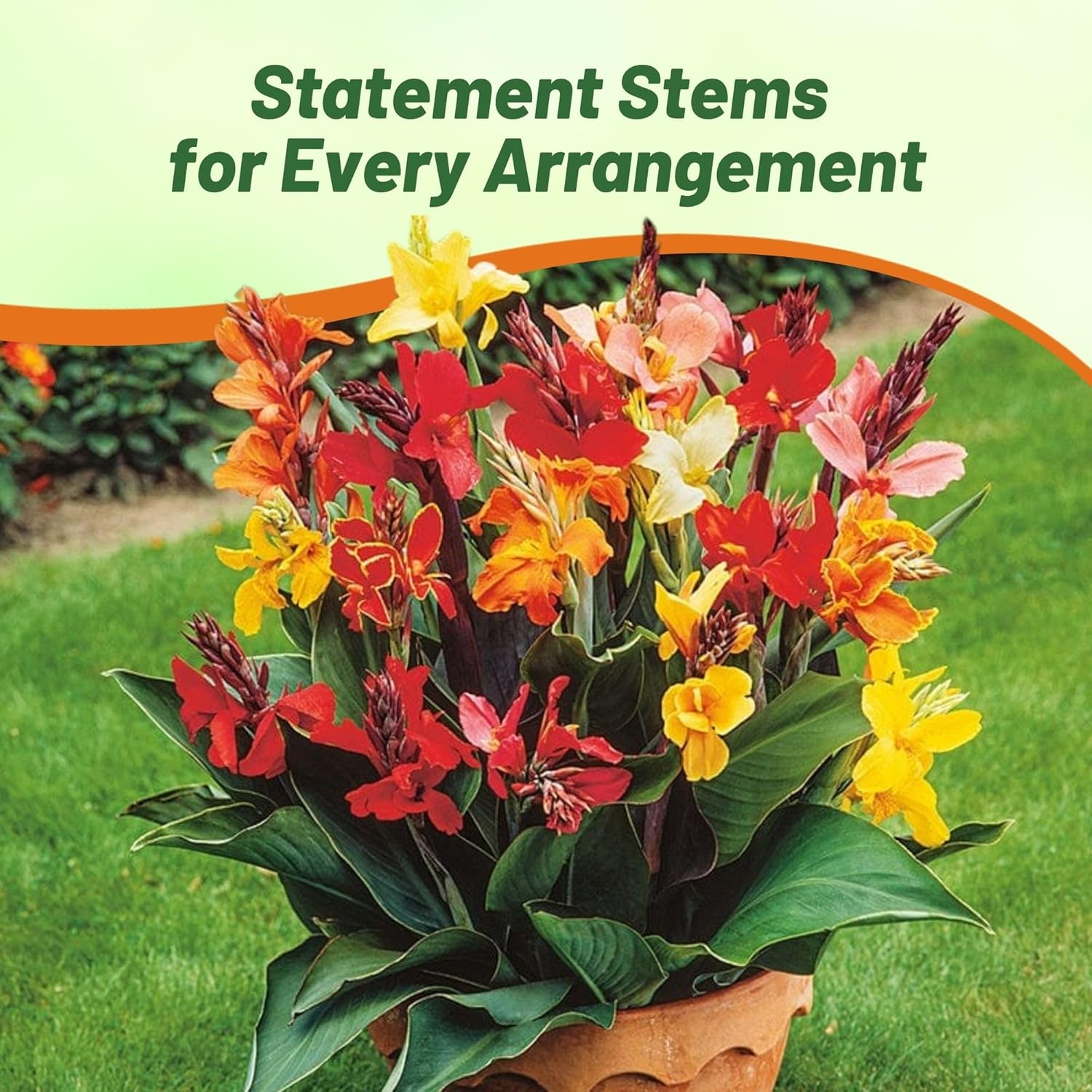 Canna Indica Flower Container Plant