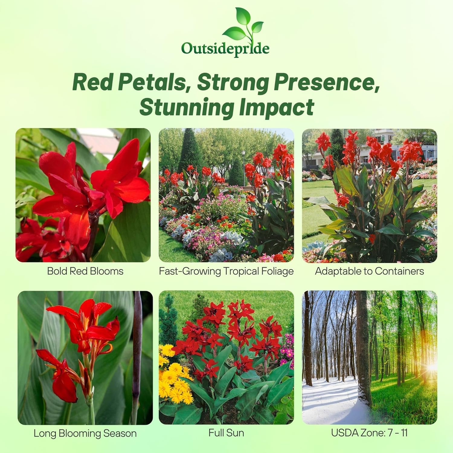 Canna Red Flower Tropical Plants
