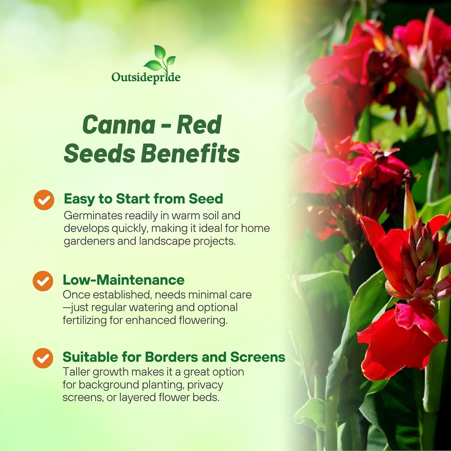Canna Red Flower Garden