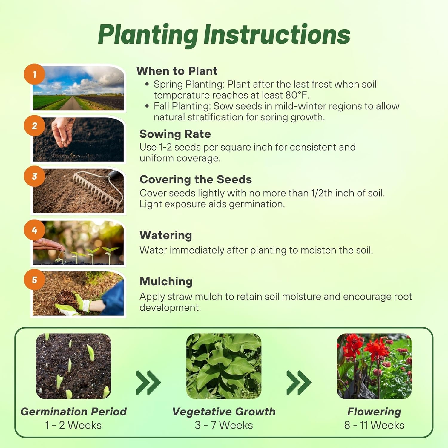 Canna Red Flower Planting Directions