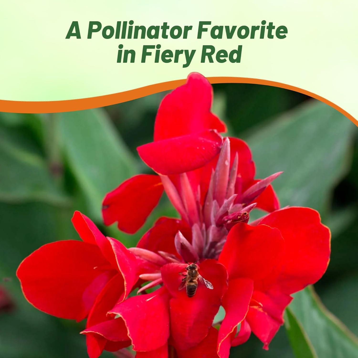 Canna Red Flower Pollinator