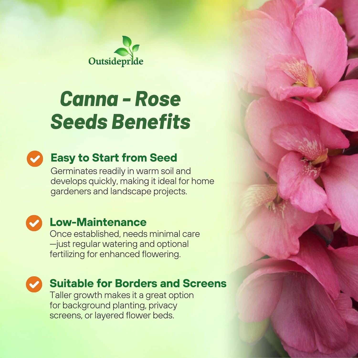 Canna Rose Flower Garden