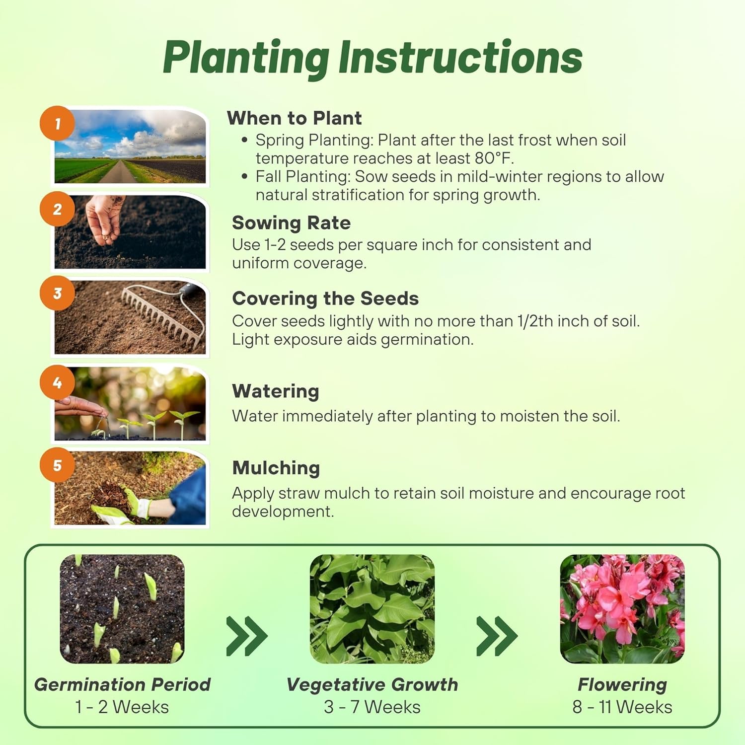 Canna Rose Flower Planting Directions