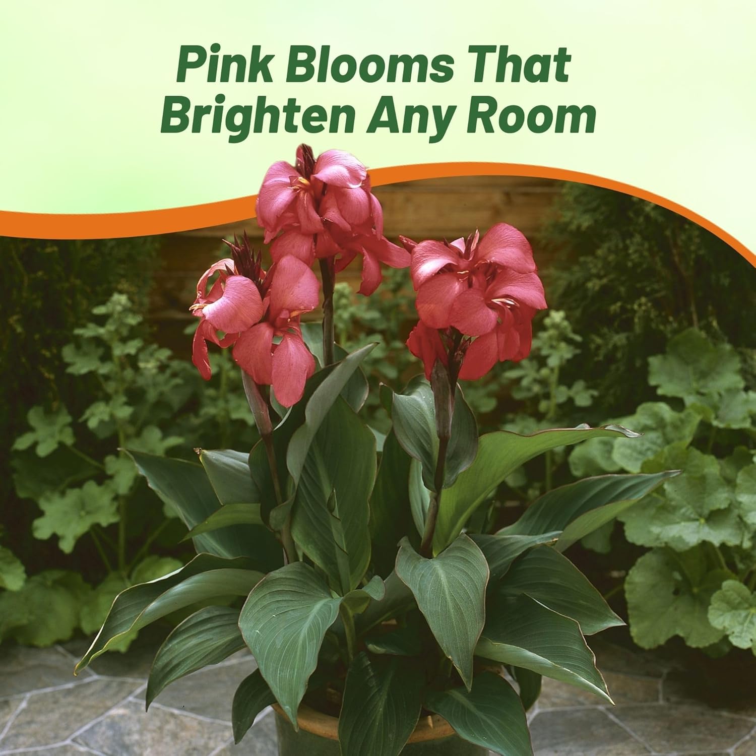 Canna Rose Flower Container Plant