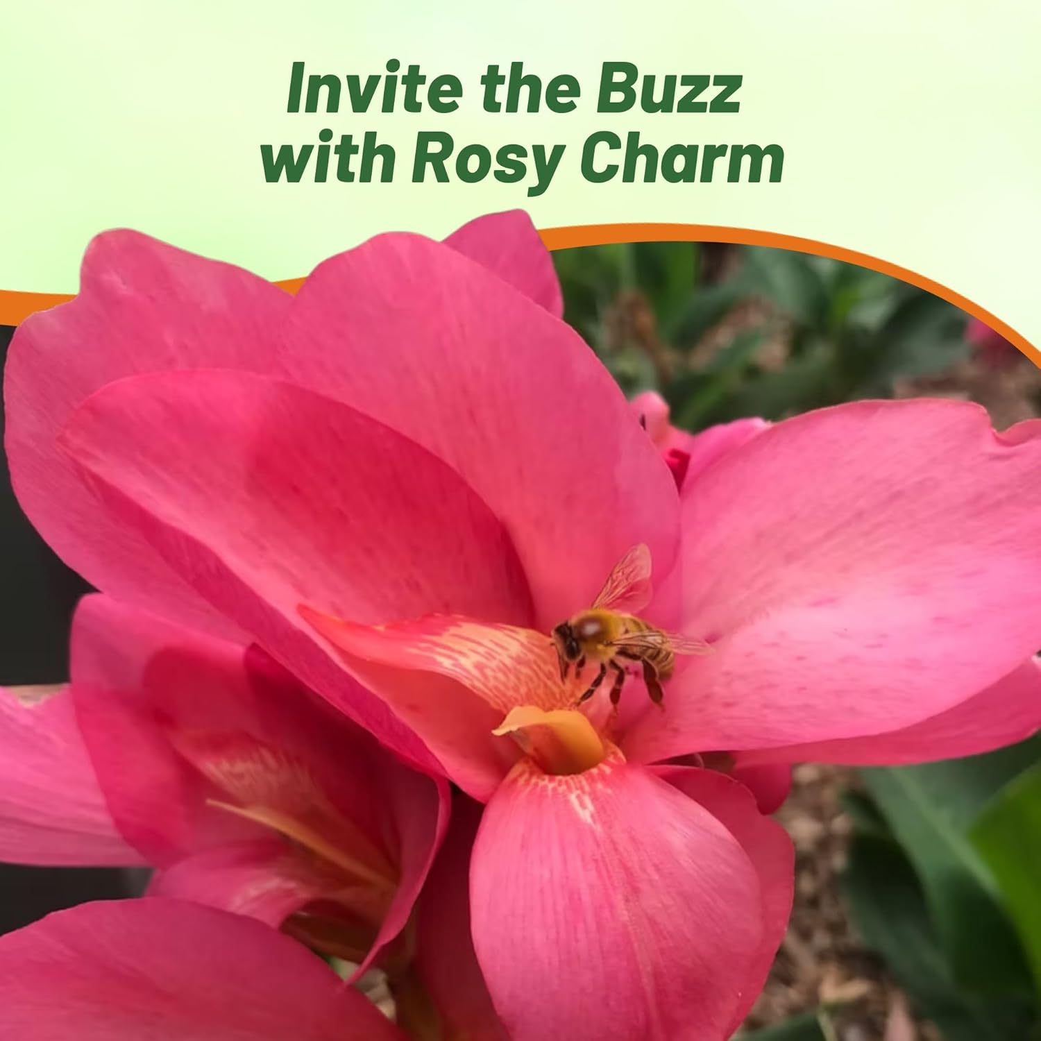 Canna Rose Flower Pollinator