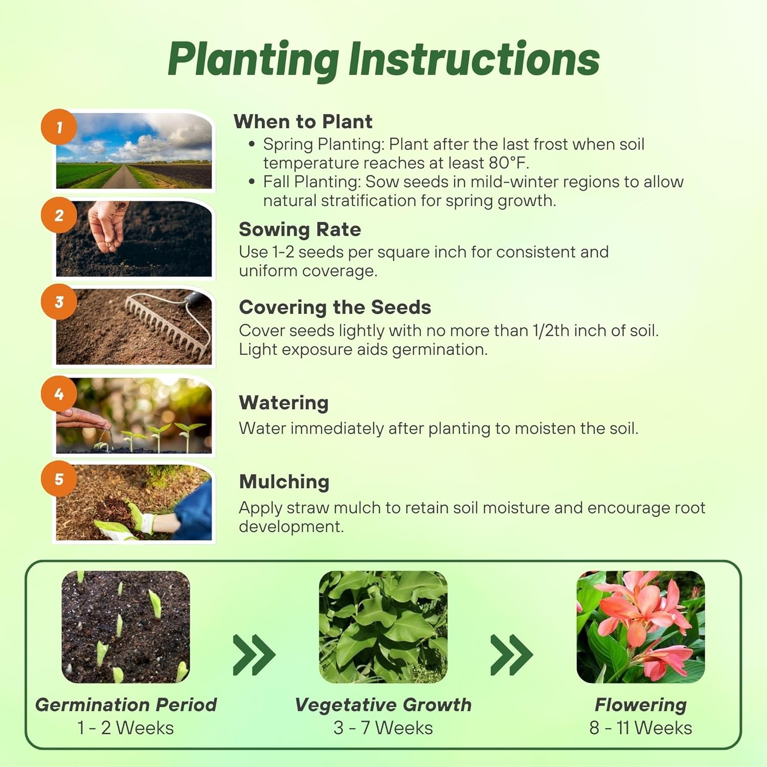 Canna Salmon Flower Planting Directions