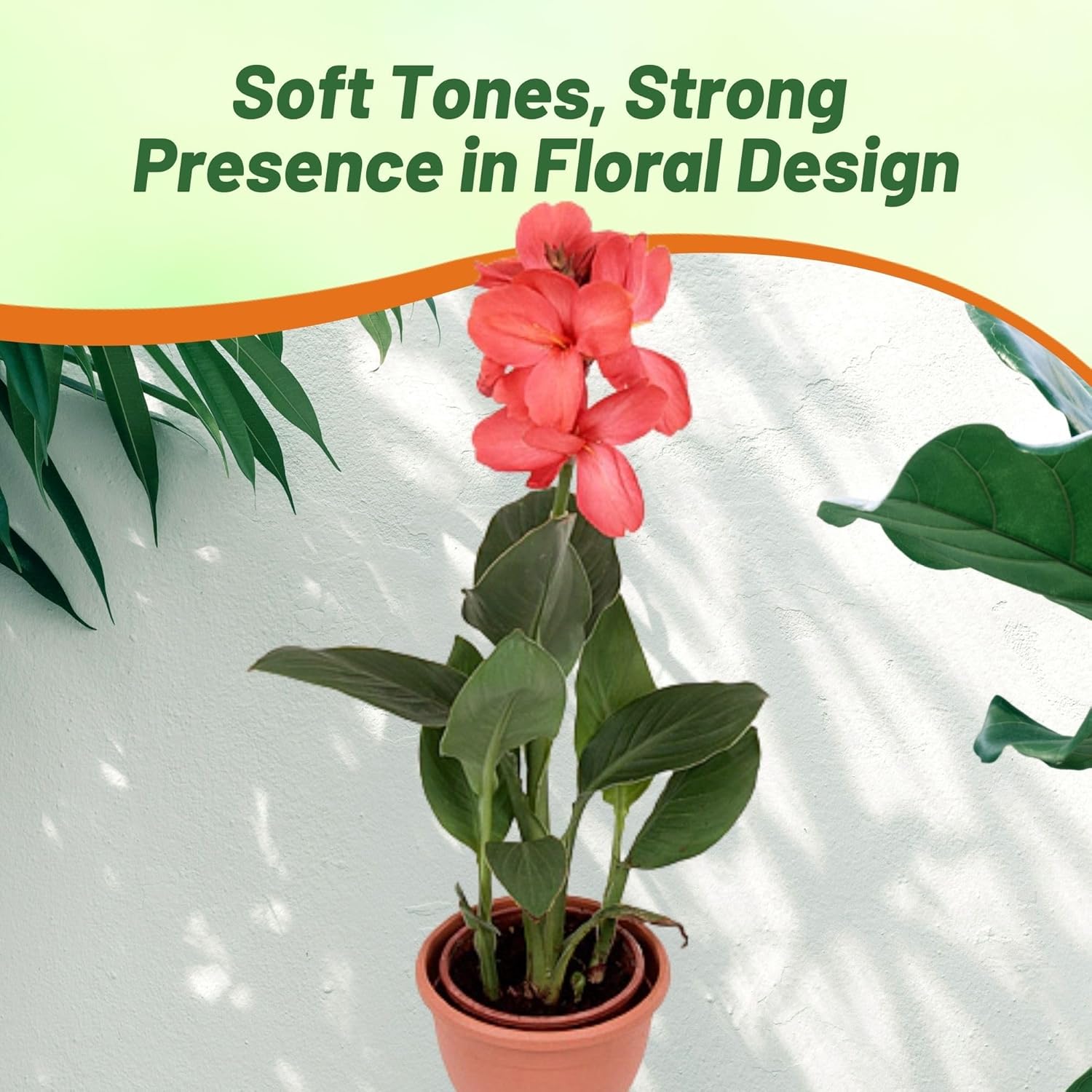 Canna Salmon Flower Container Plant