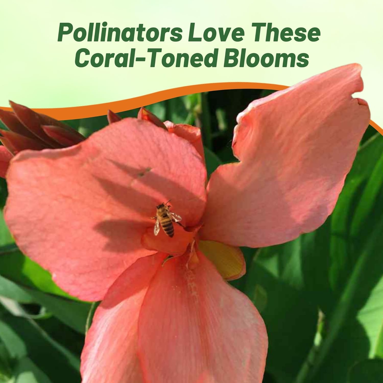 Canna Salmon Flower Pollinator