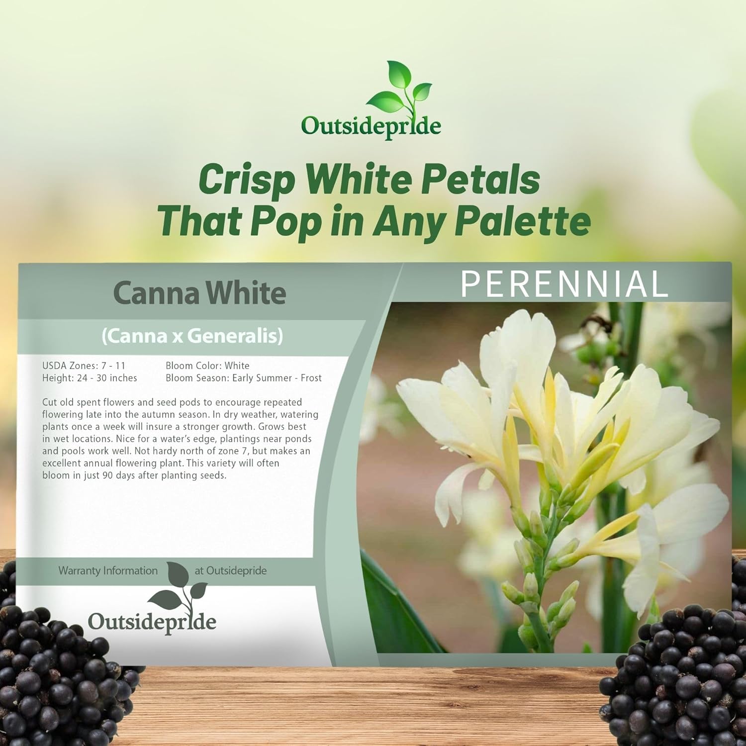 Canna White Flower Seed Packet