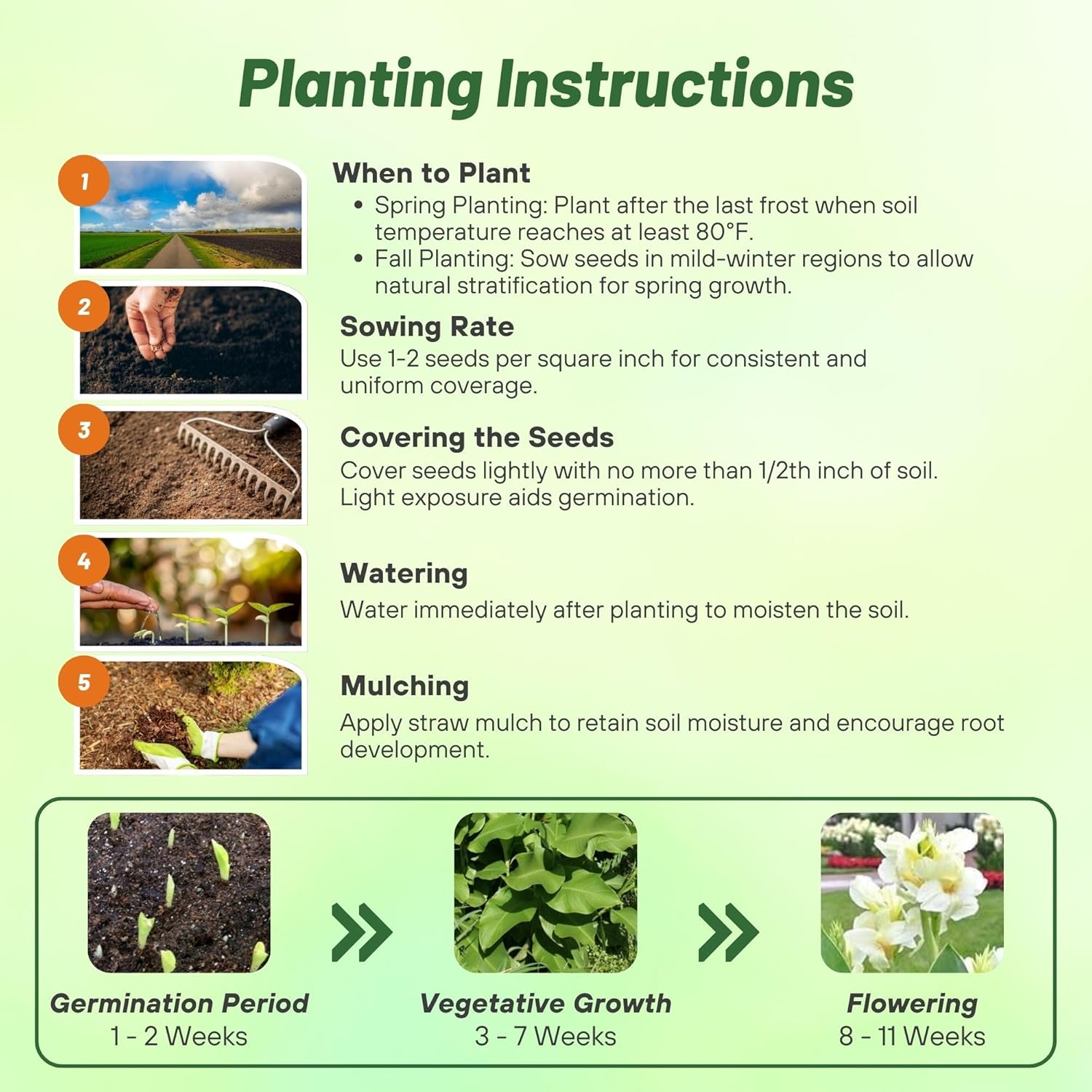 Canna White Flower Planting Directions