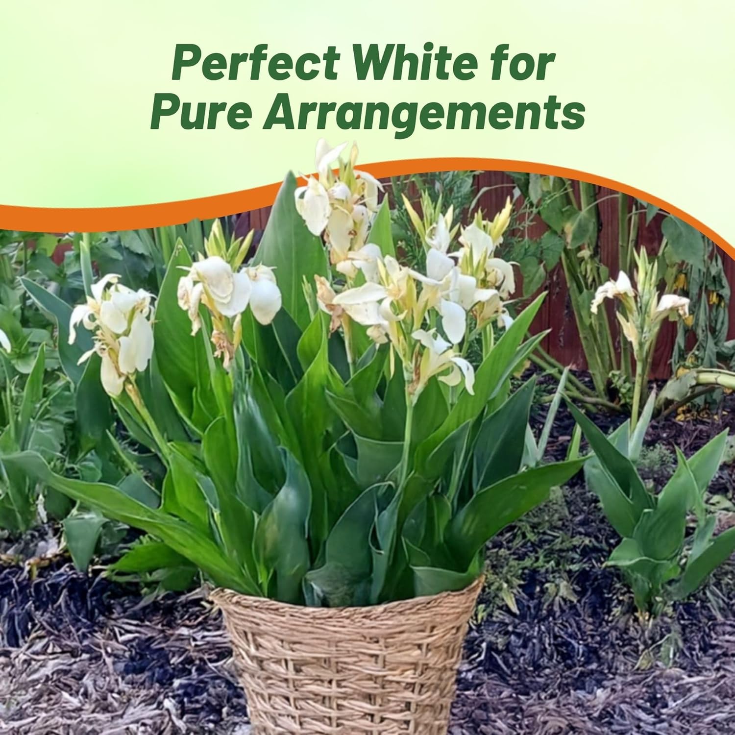 Canna White Flower Container Plant