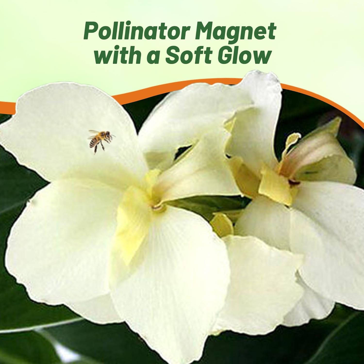 Canna White Flower Pollinator