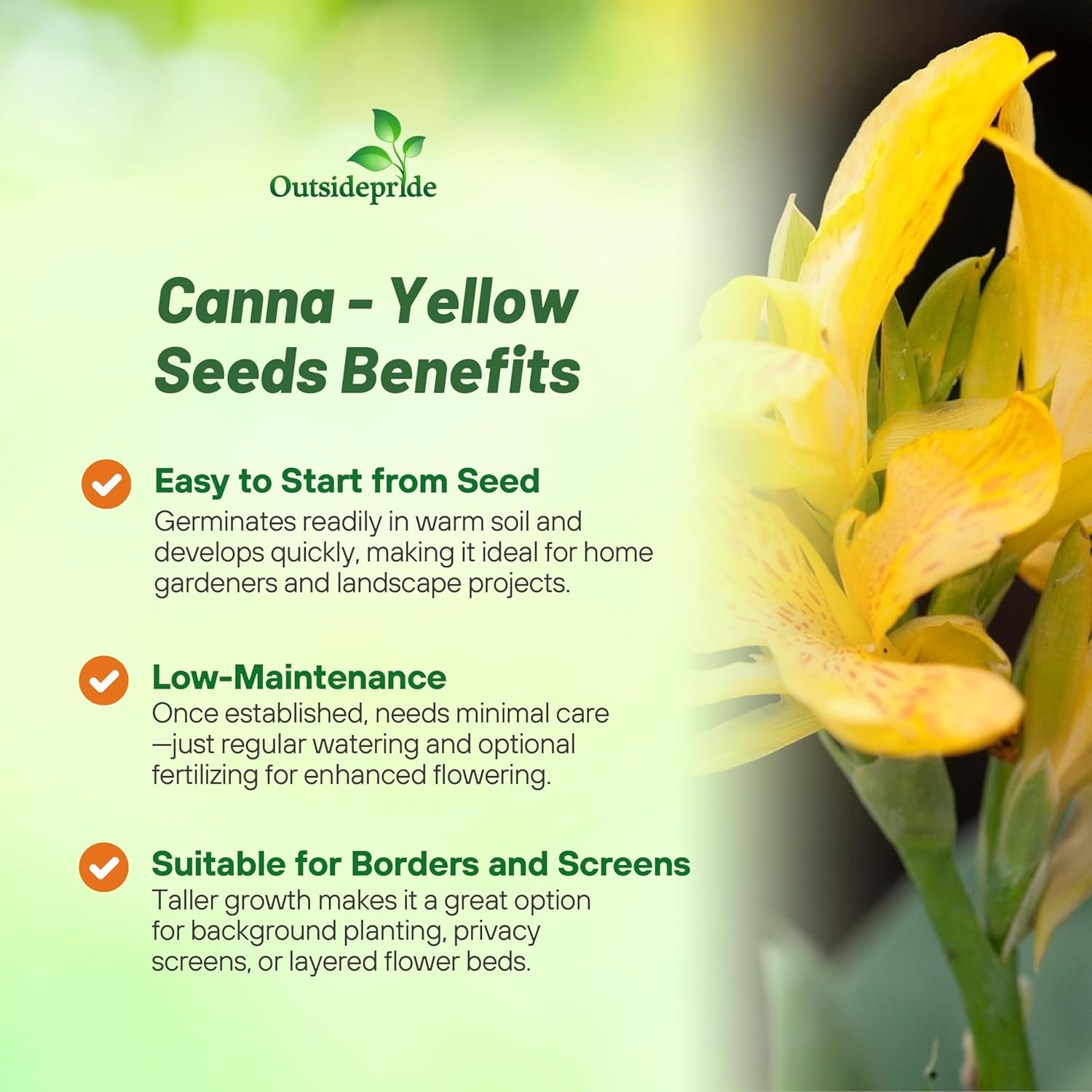 Perennial Canna Yellow Flower Garden