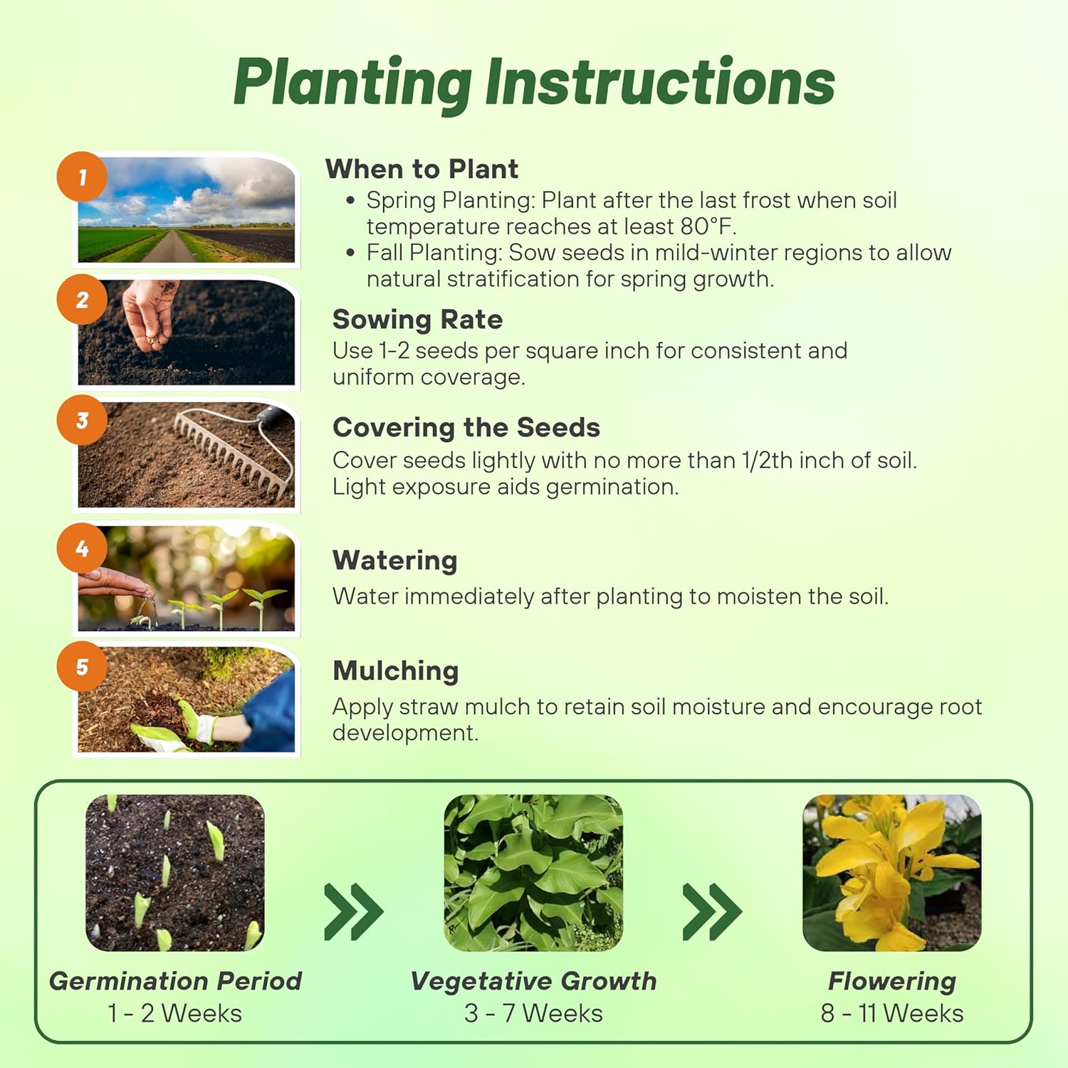 Perennial Canna Yellow Planting Directions