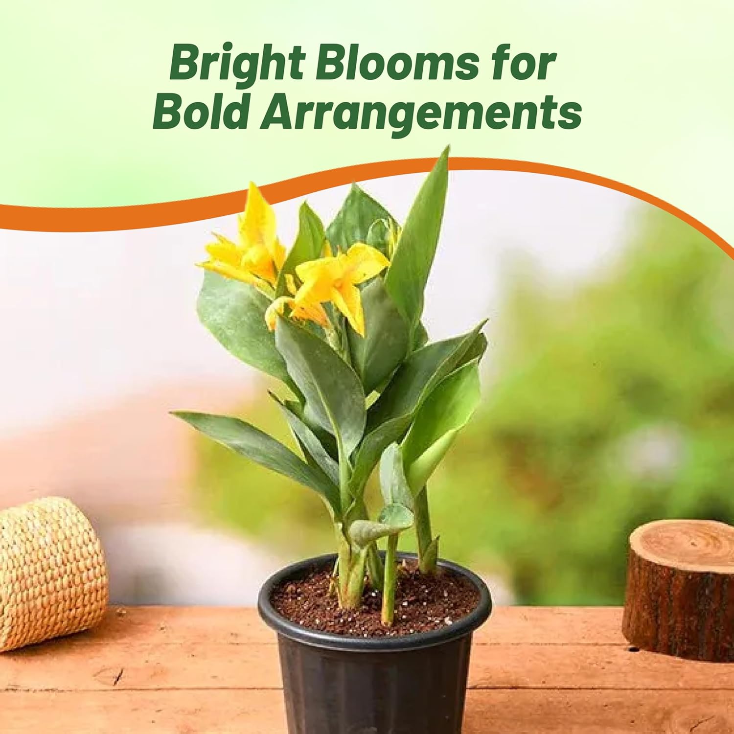 Perennial Canna Yellow Container Plant