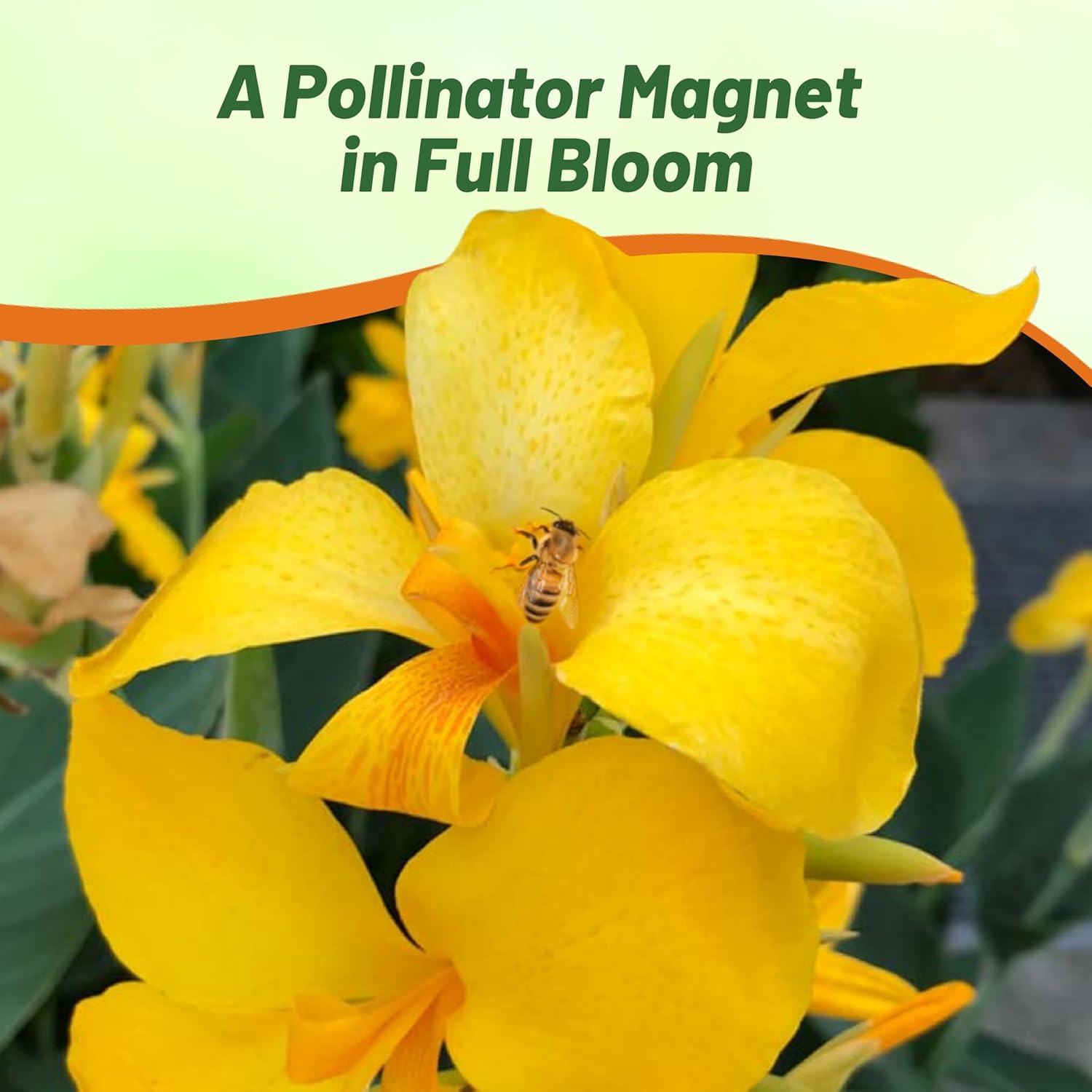 Perennial Canna Yellow Pollinator