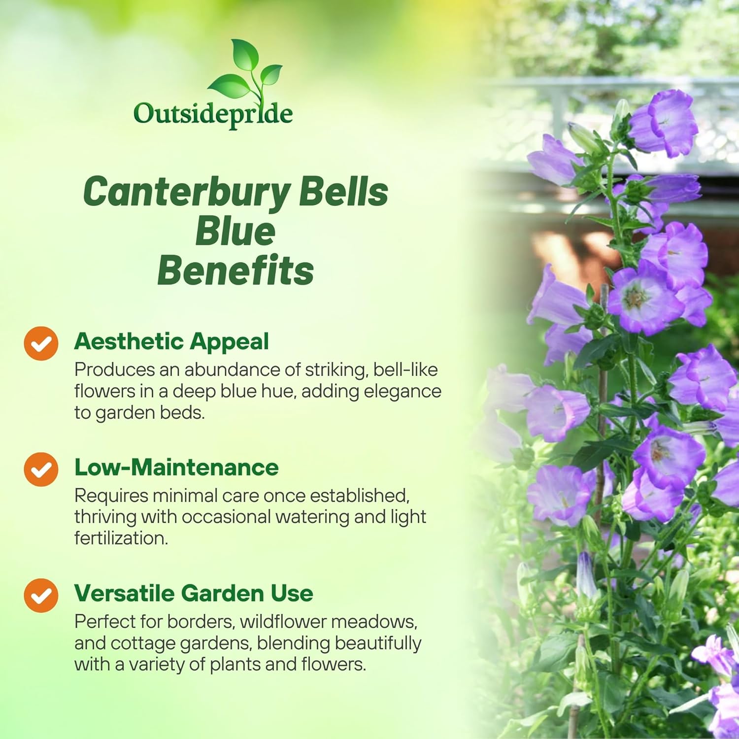 Campanula Blue Flowers