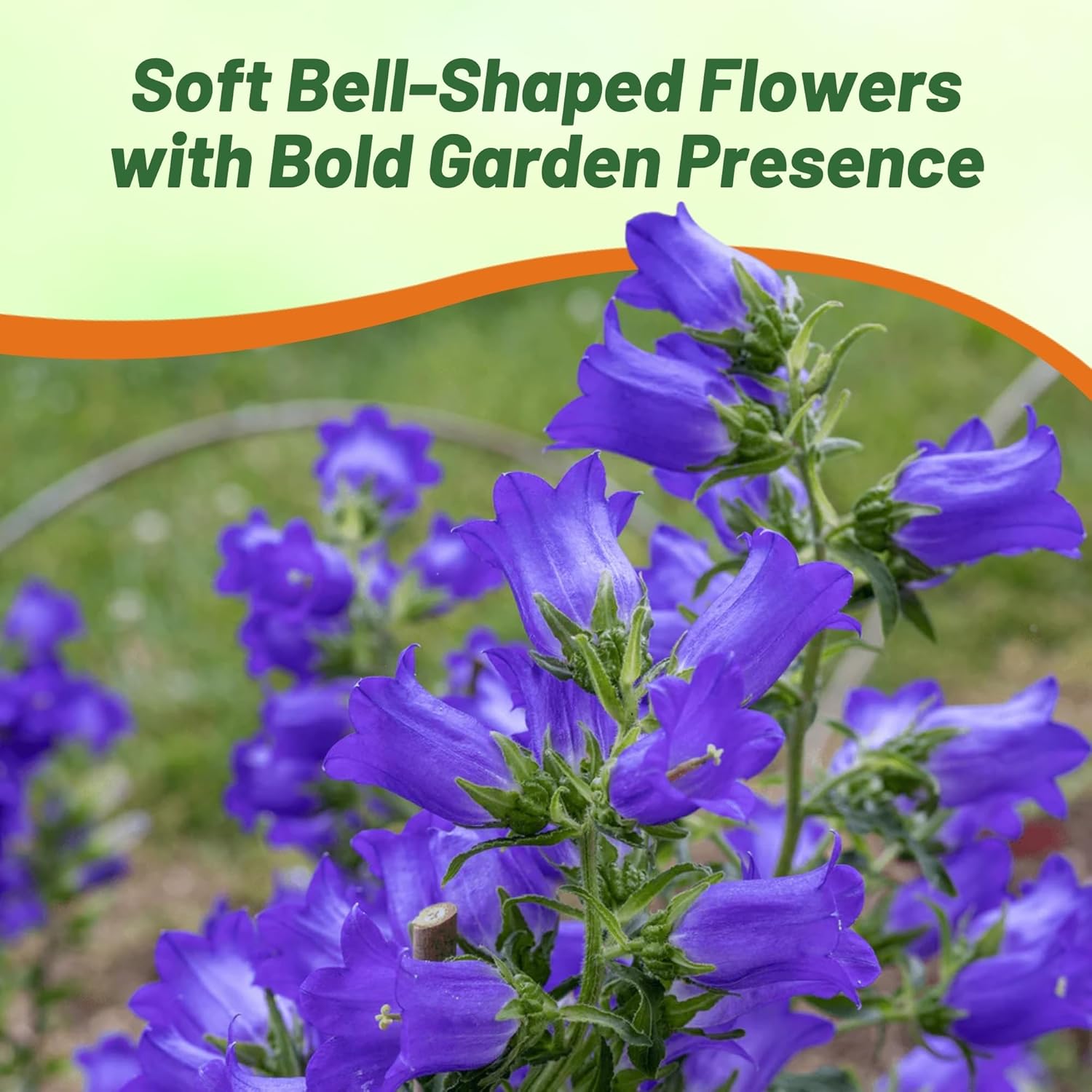 Canterbury Bells Blue Planting Directions