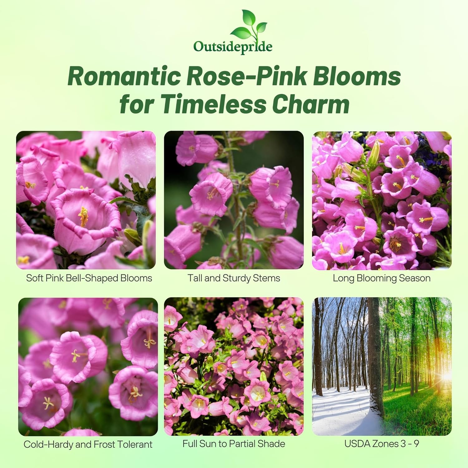 Canterbury Bells Rose-pink Flowers