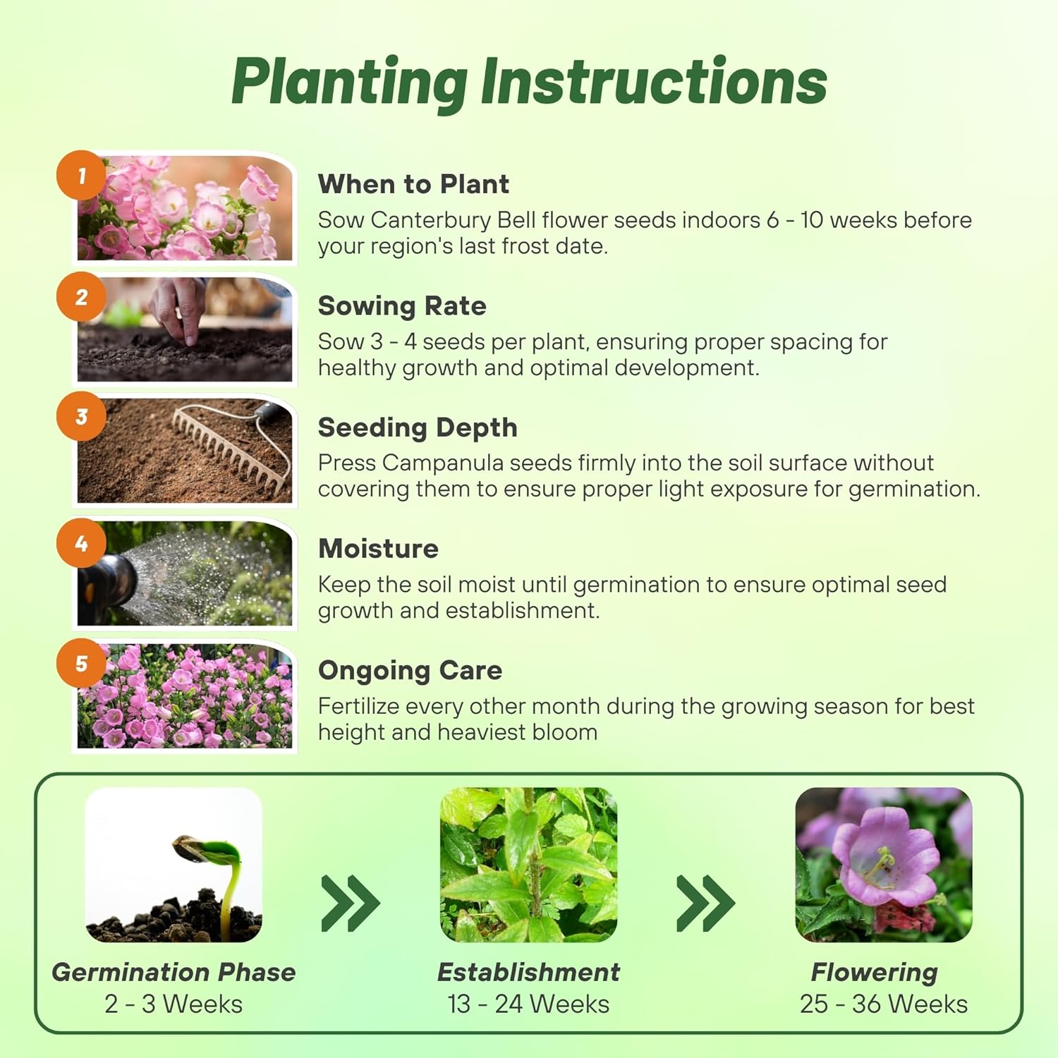 Campanula Medium Rose-pink Planting Directions