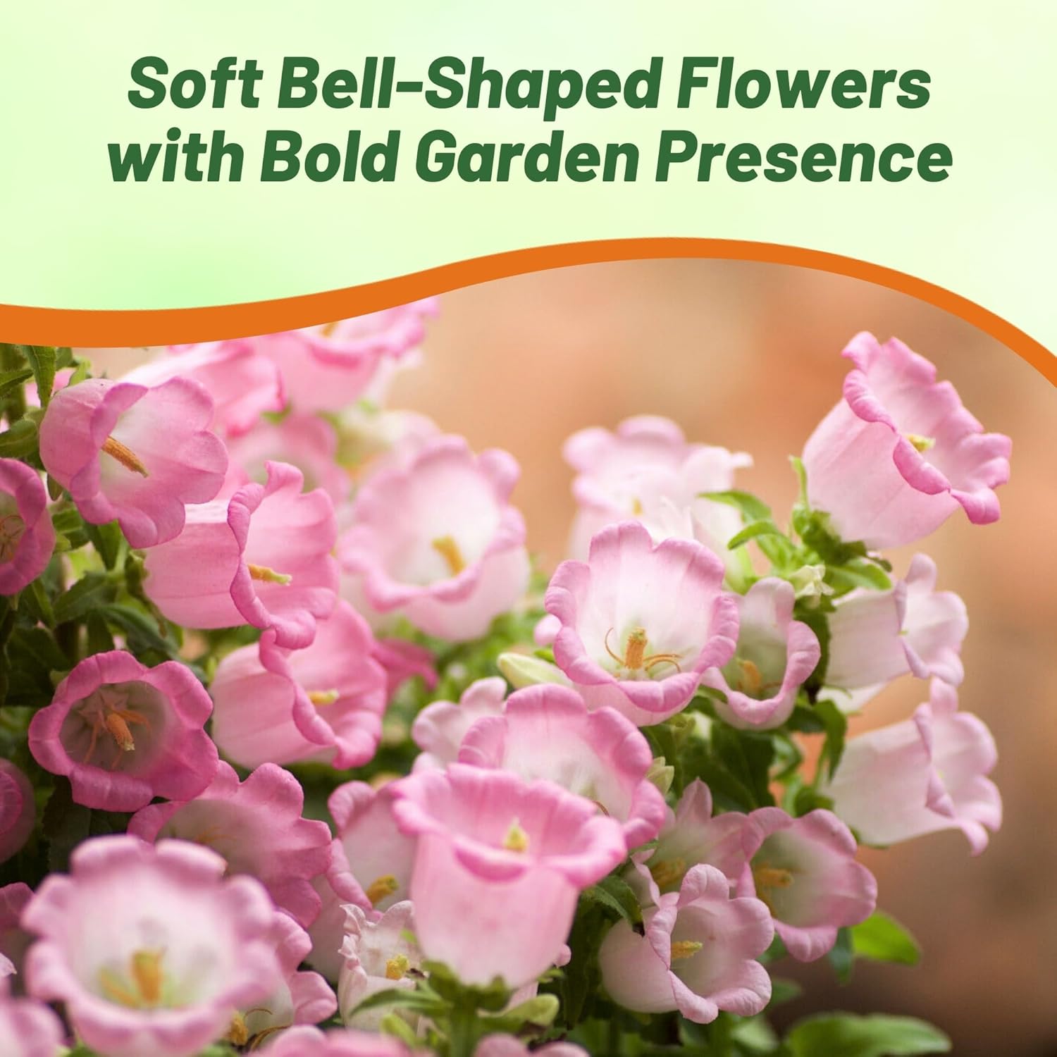 Canterubry Bells Rose-pink Flower Garden
