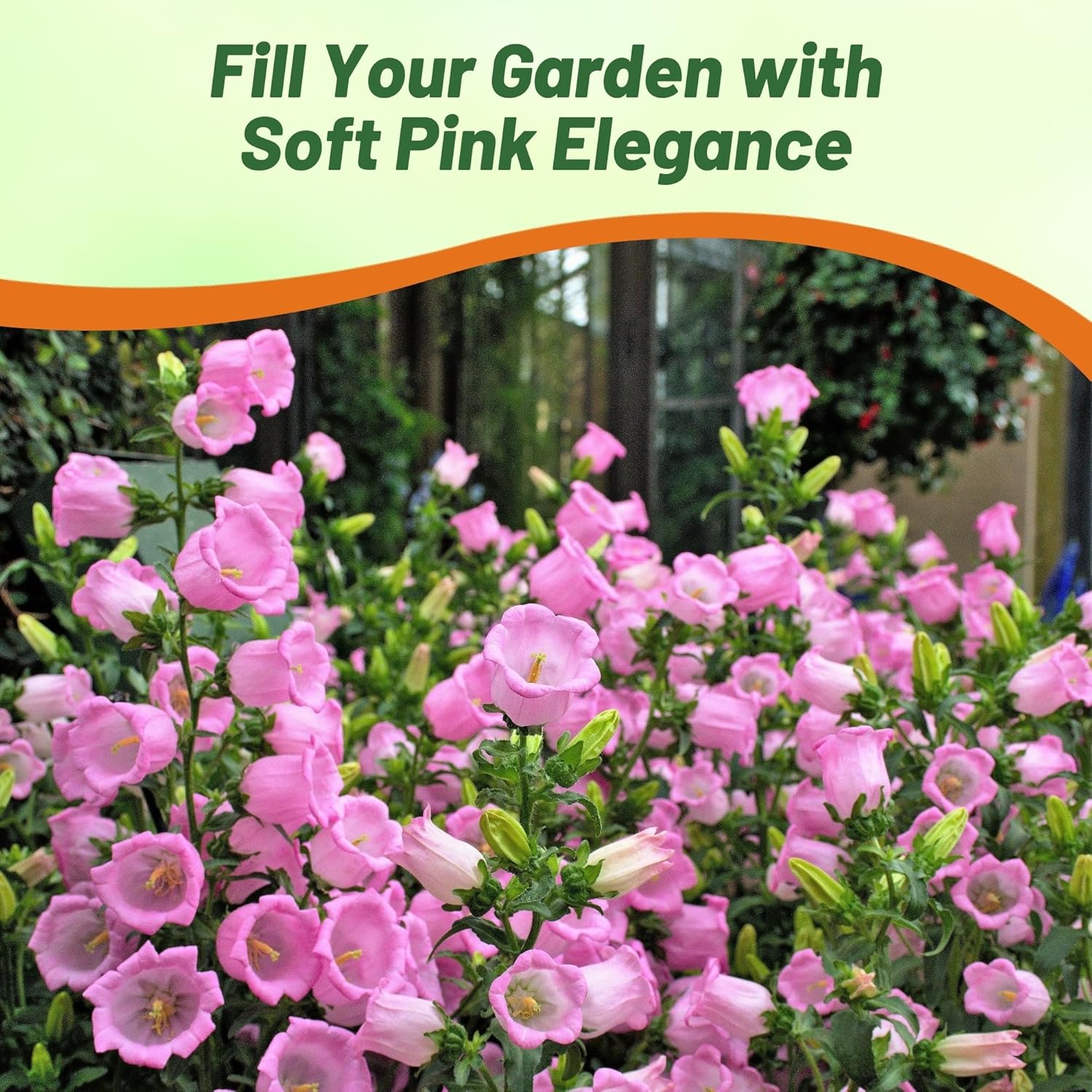 Canterubry Bells Rose Pink Cut Flowers