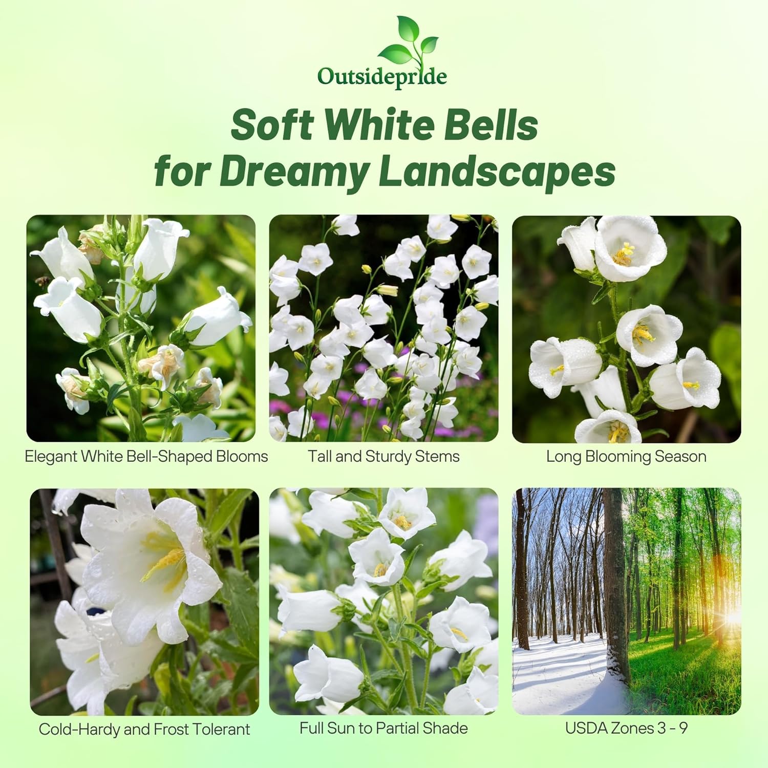 Campanula Medium White Flowers