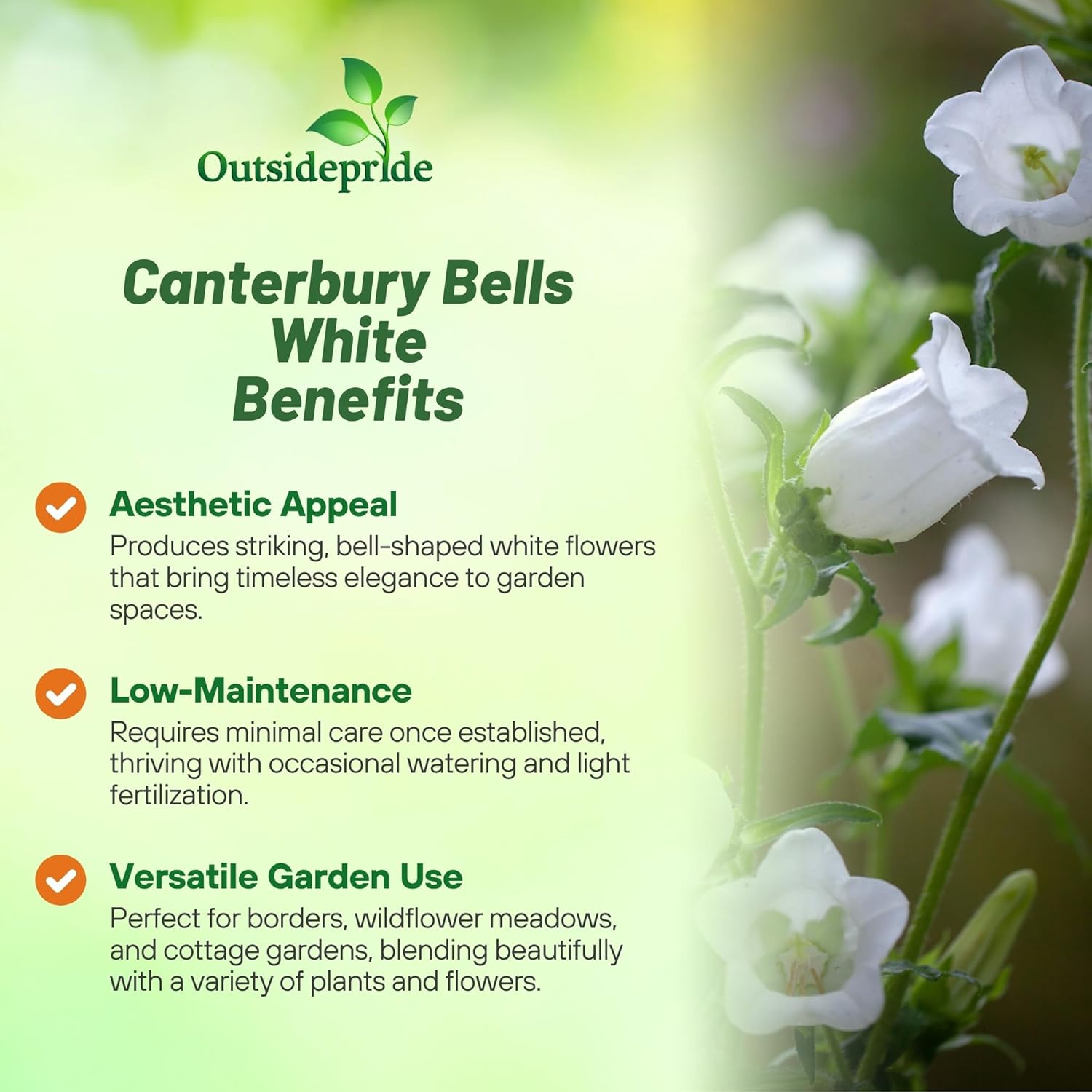 Canterbury Bells White Garden Flowers