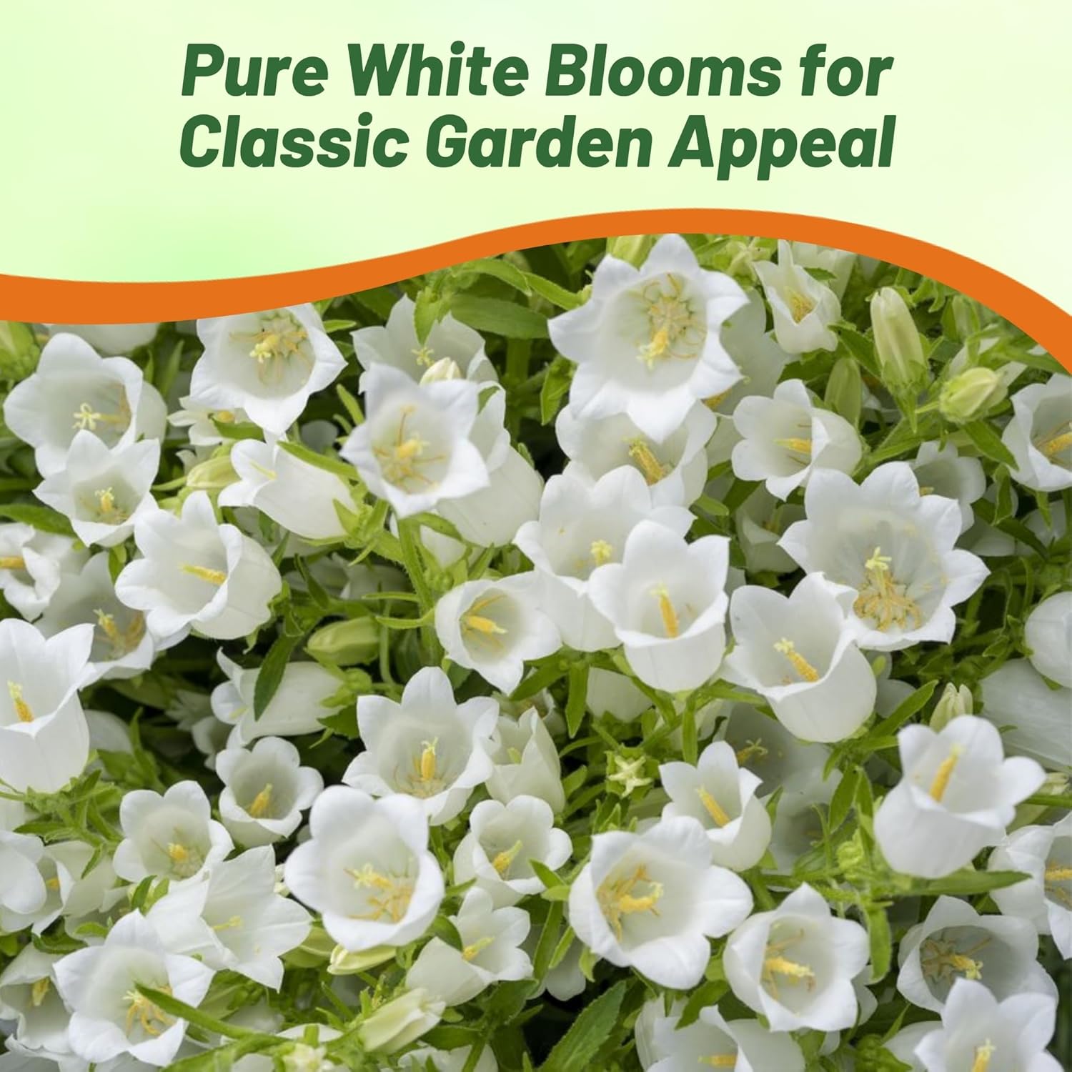 Canterbury Bells White Cut Flowers