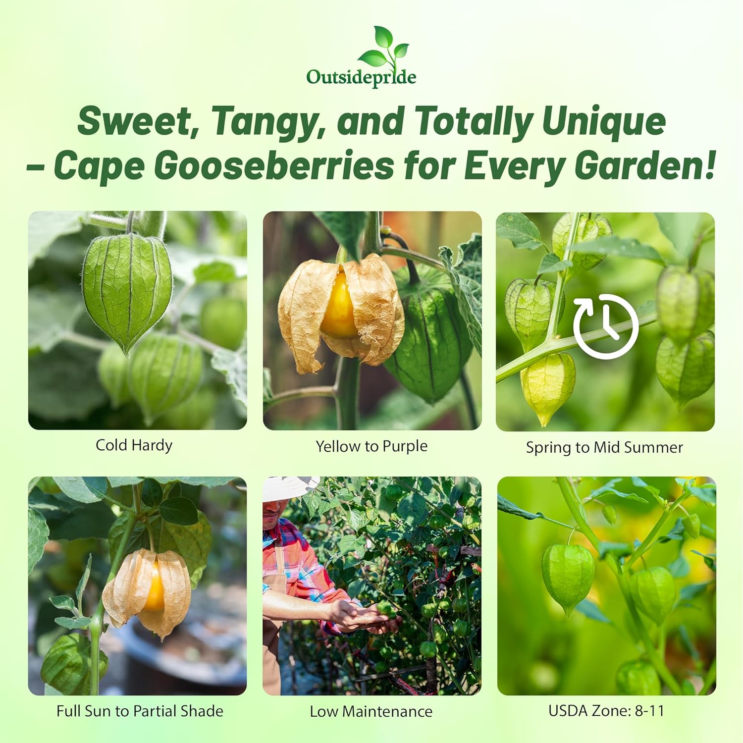 Peruvian Ground Cherry
