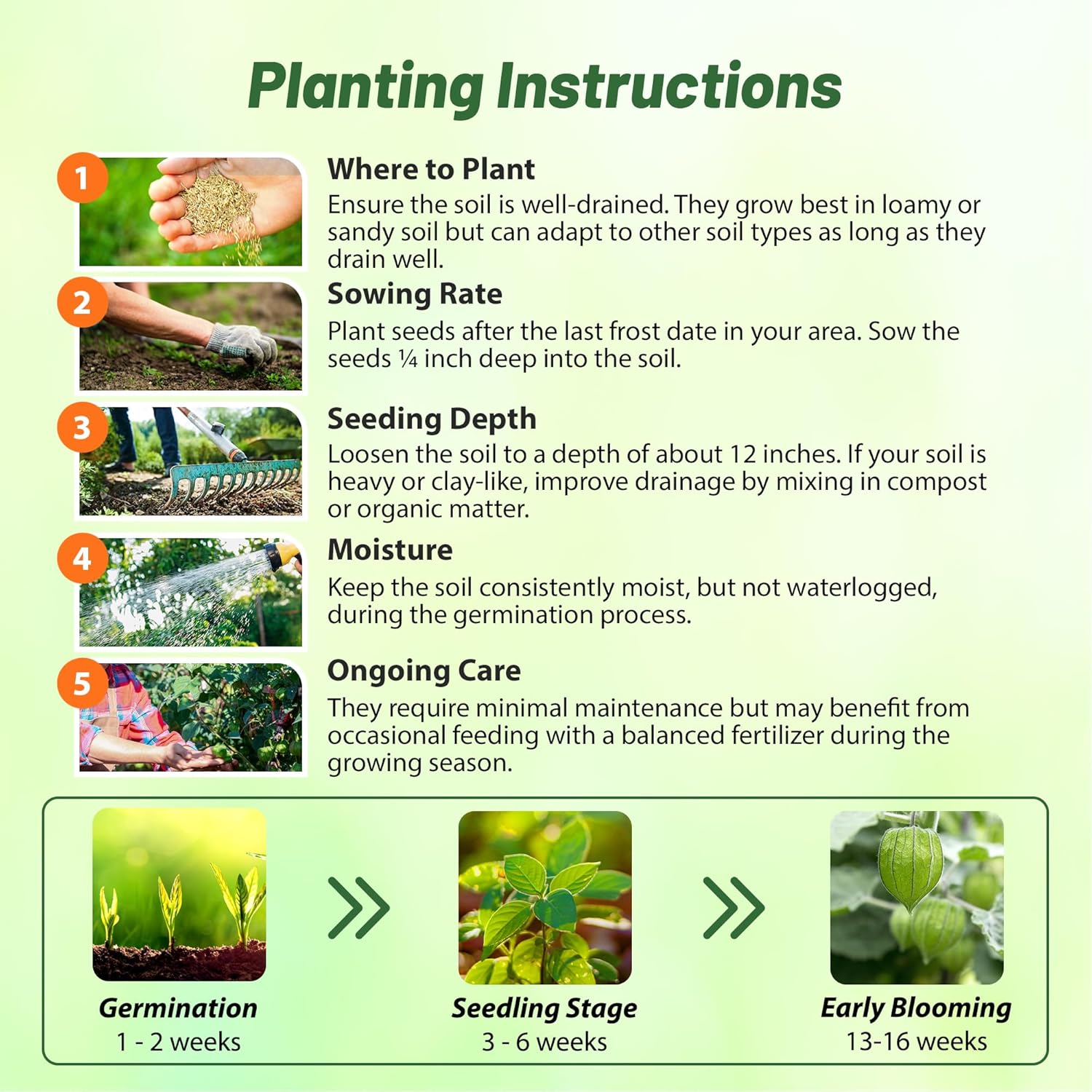 Cape Gooseberry Planting Directions