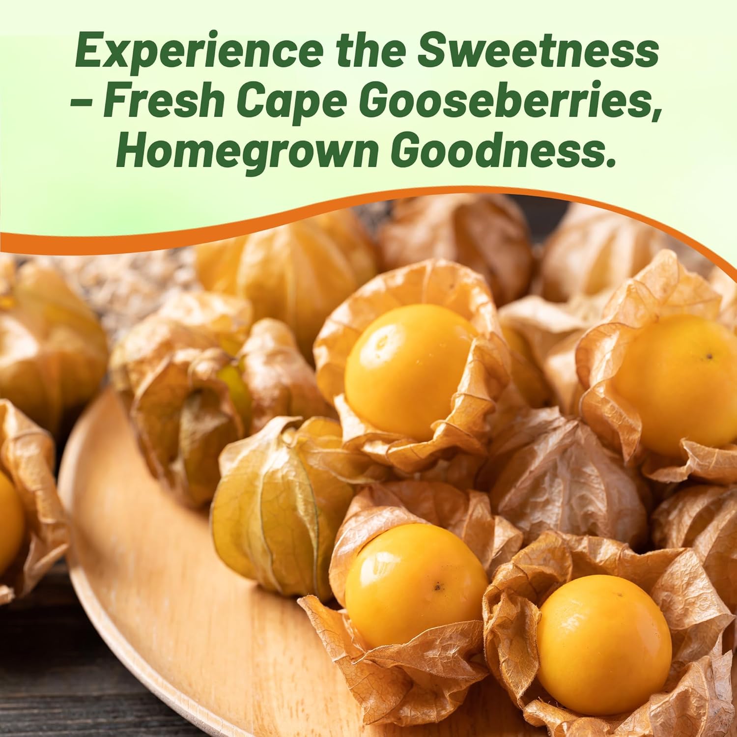 Perennial Cape Gooseberry