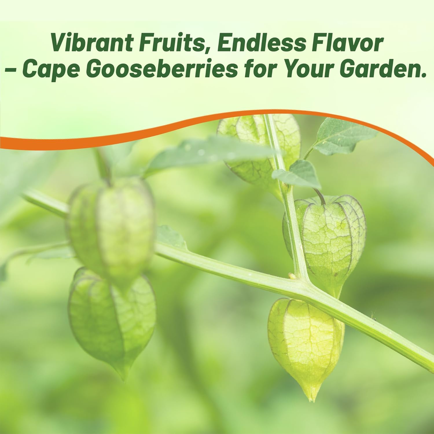 Physalis Peruviana Cape Gooseberry