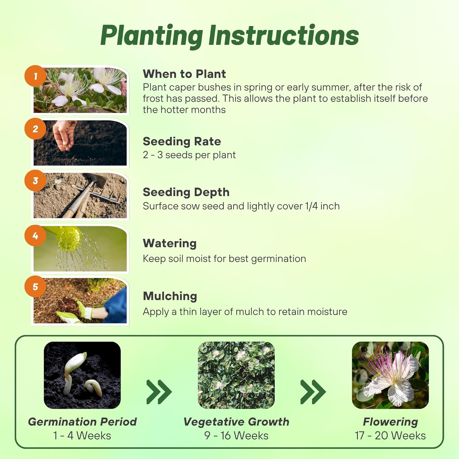 Caper Bush Seed Planting Directions