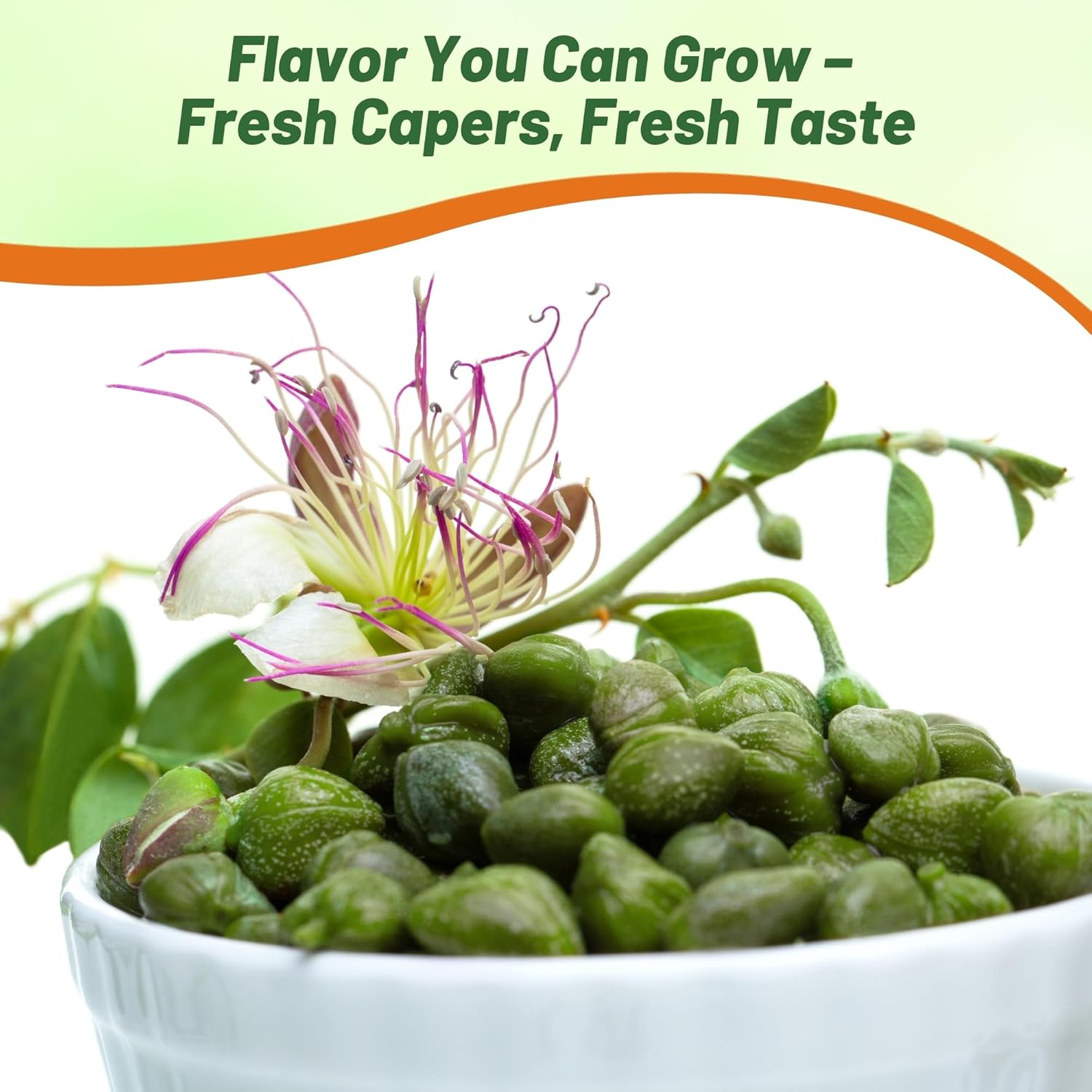 Perennial Caper Bush Caper Berries