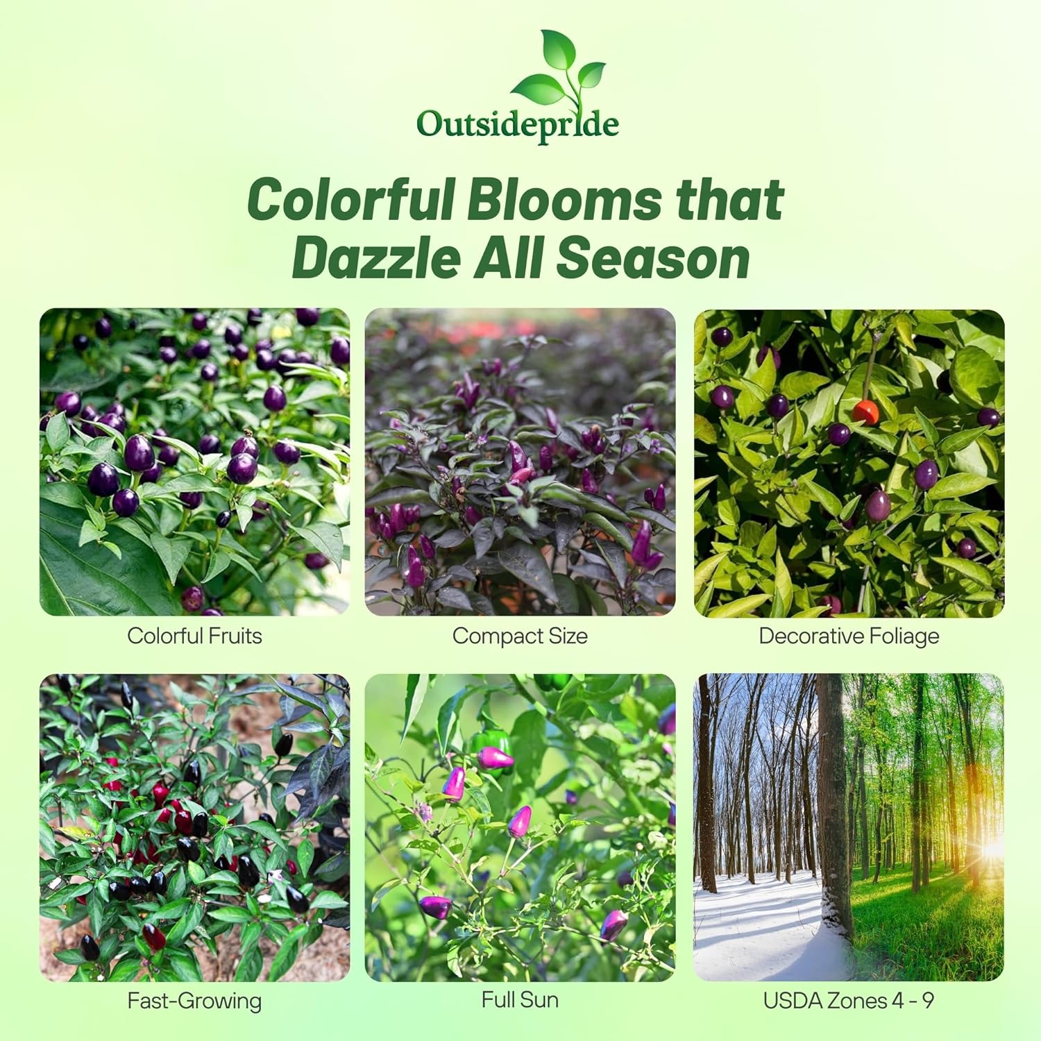 Capsicum Annuum Filius Blue