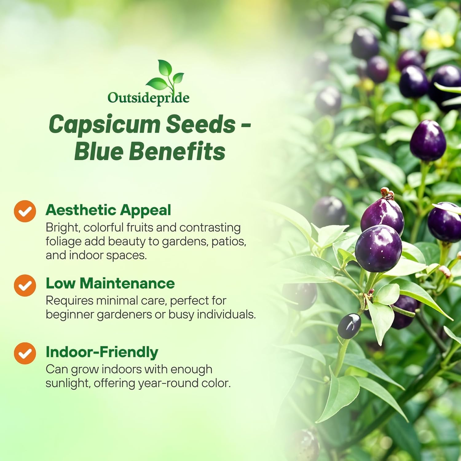 Ornamental Pepper Blue Decorative Plant