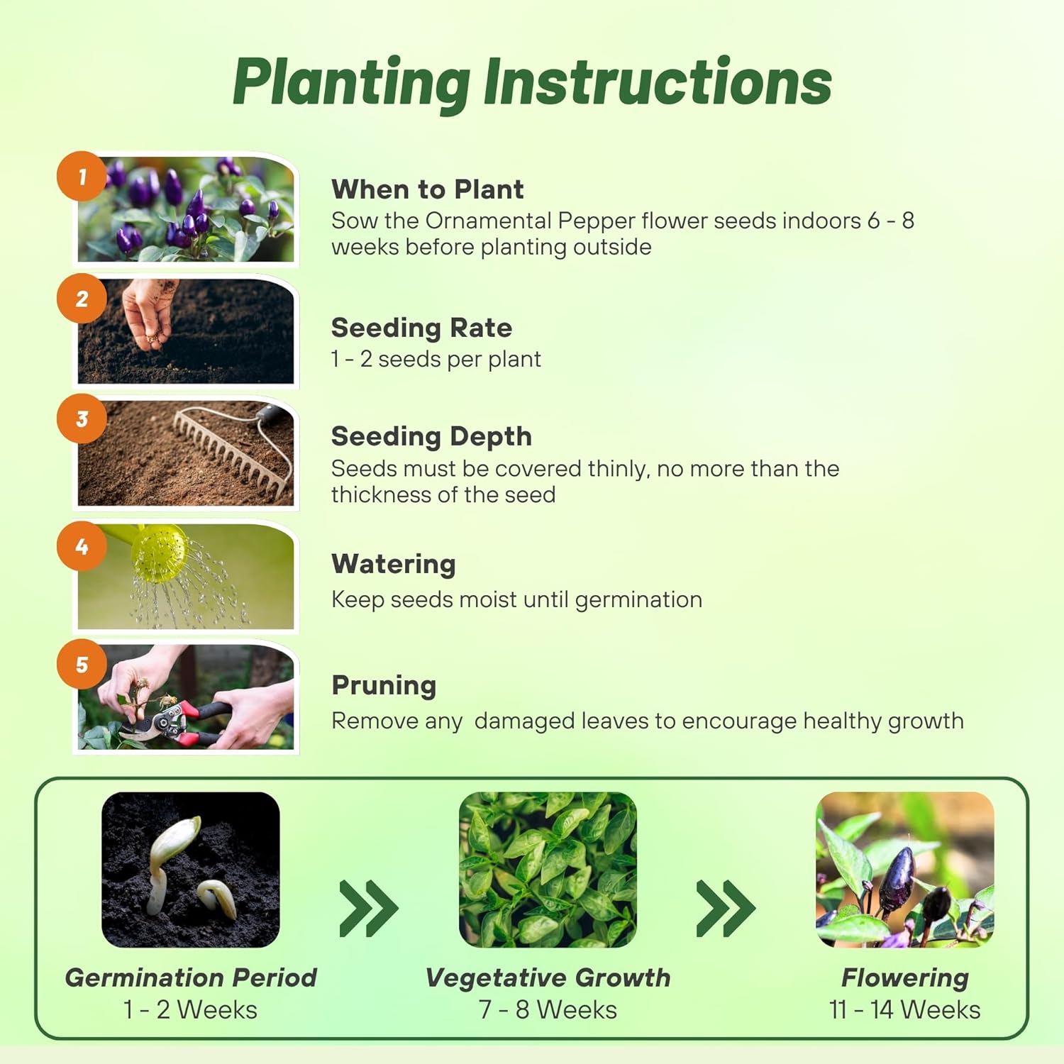 Ornamental Pepper Blue Seed Planting Directions