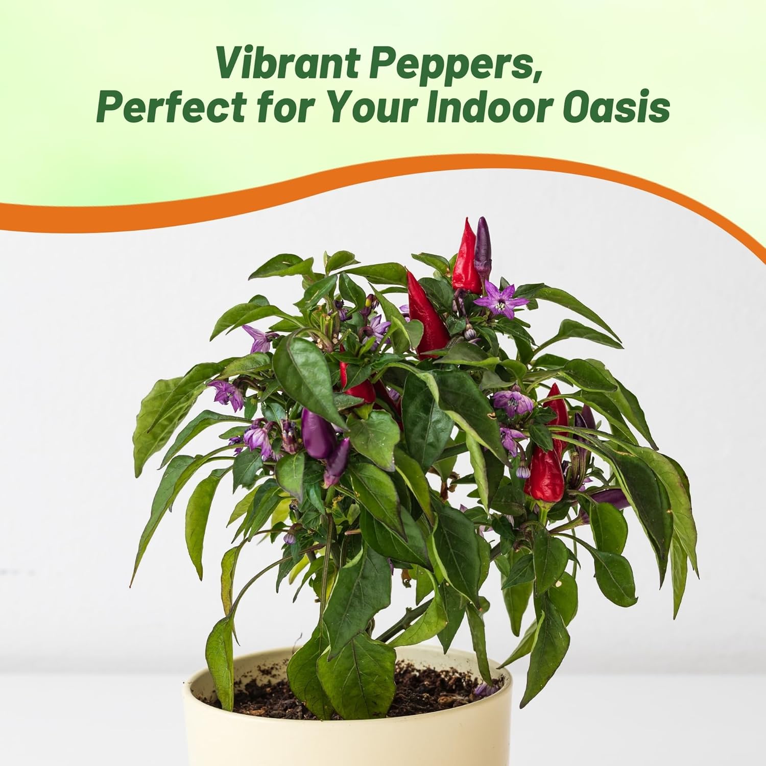 Capsicum Ornamental Pepper Blue Indoor Plants