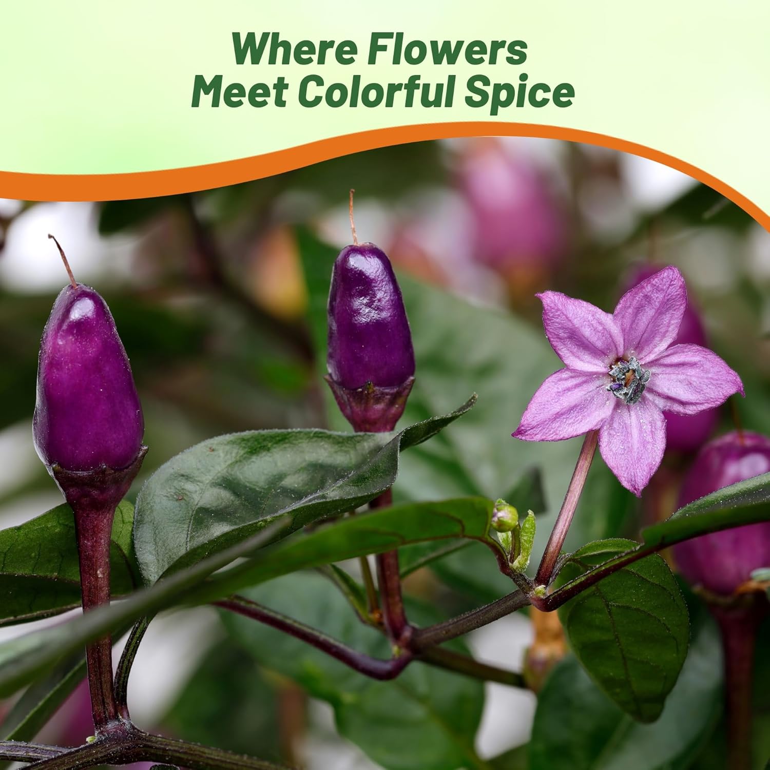 Ornamental Pepper Blue Compact Growth