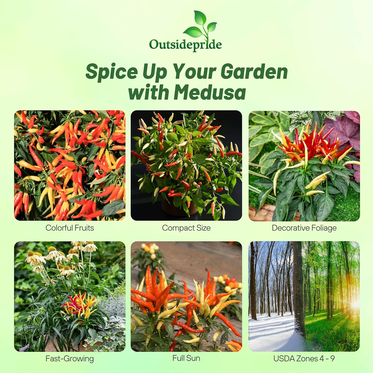 Capsicum Annuum Medusa
