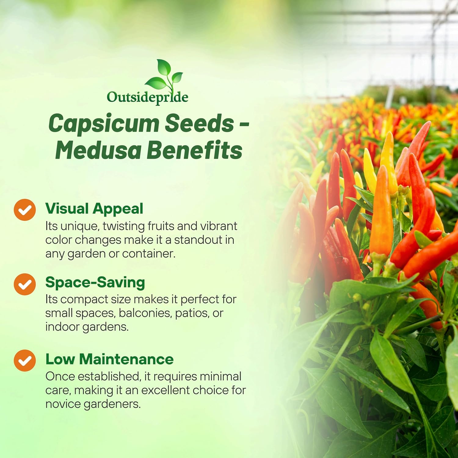 Ornamental Pepper Medusa Decorative Plant
