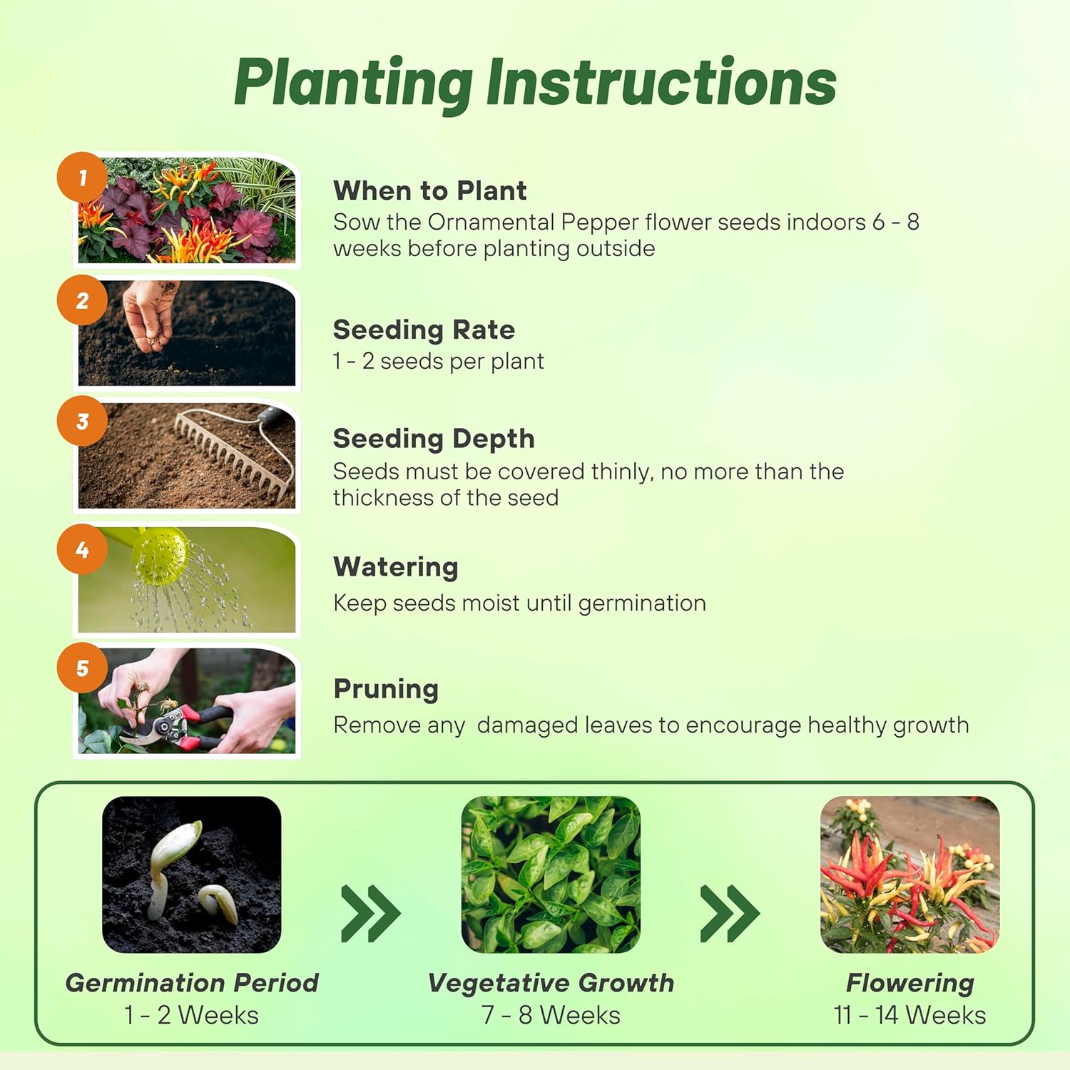 Ornamental Pepper Medusa Seed Planting Directions