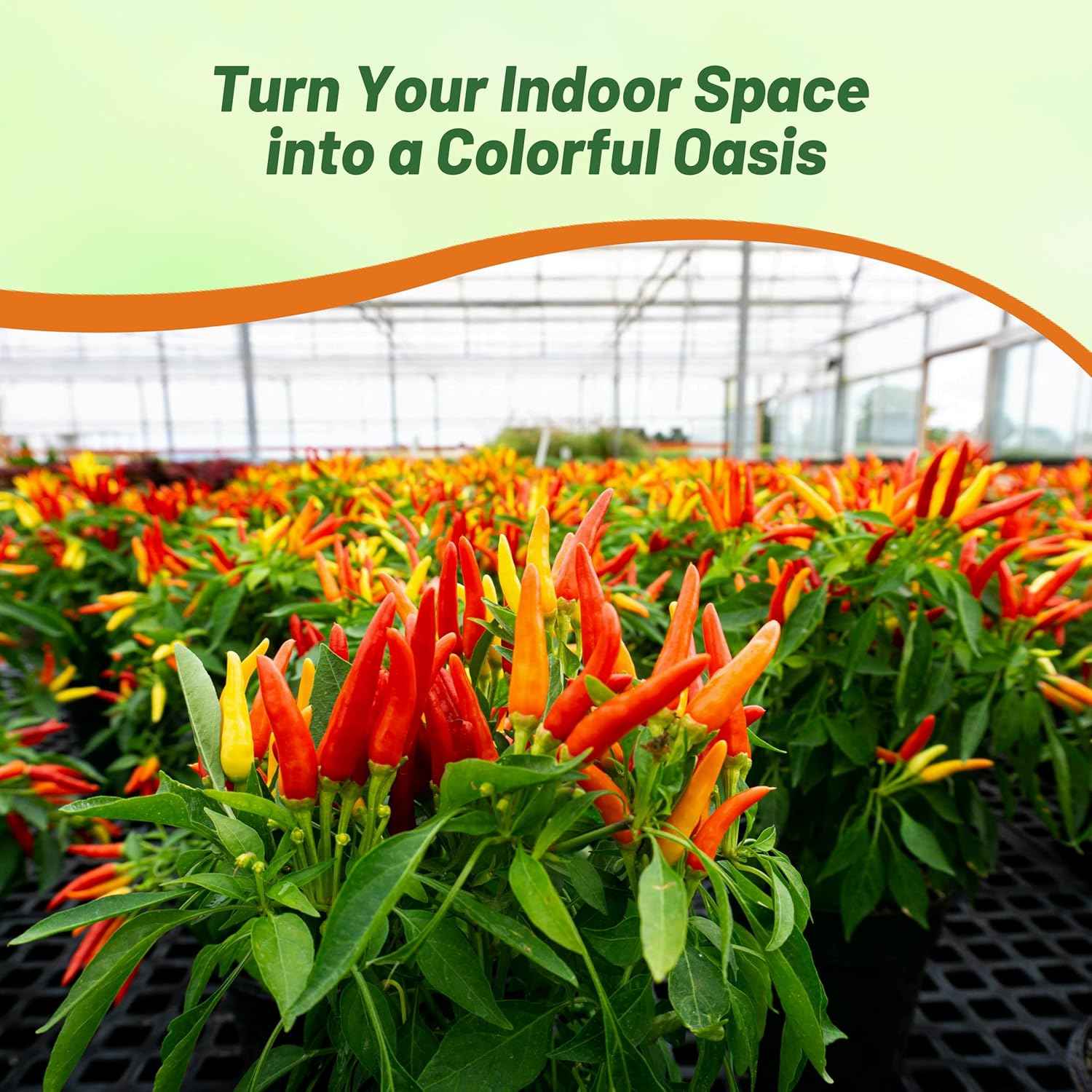 Capsicum Ornamental Pepper Medusa Indoor Plants