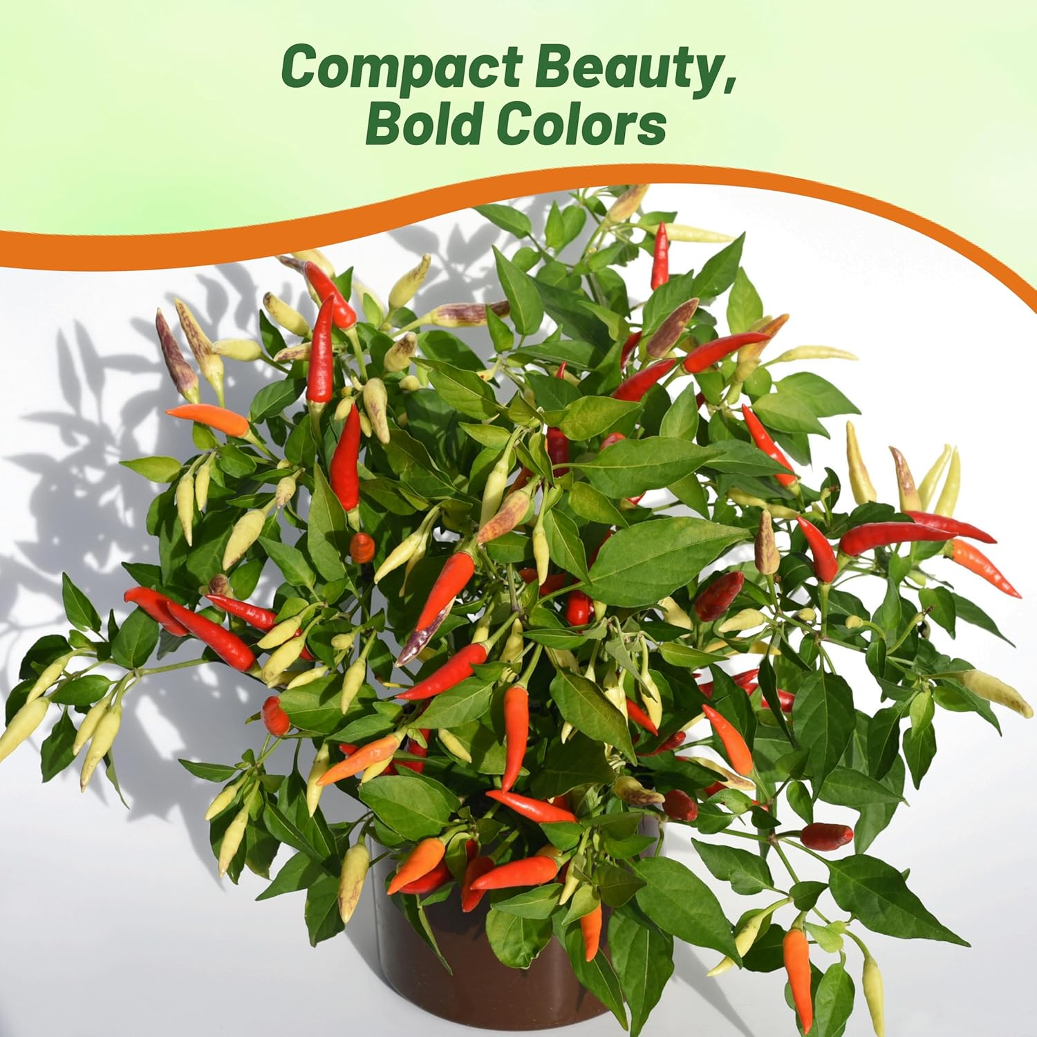 Ornamental Pepper Medusa Compact Growth